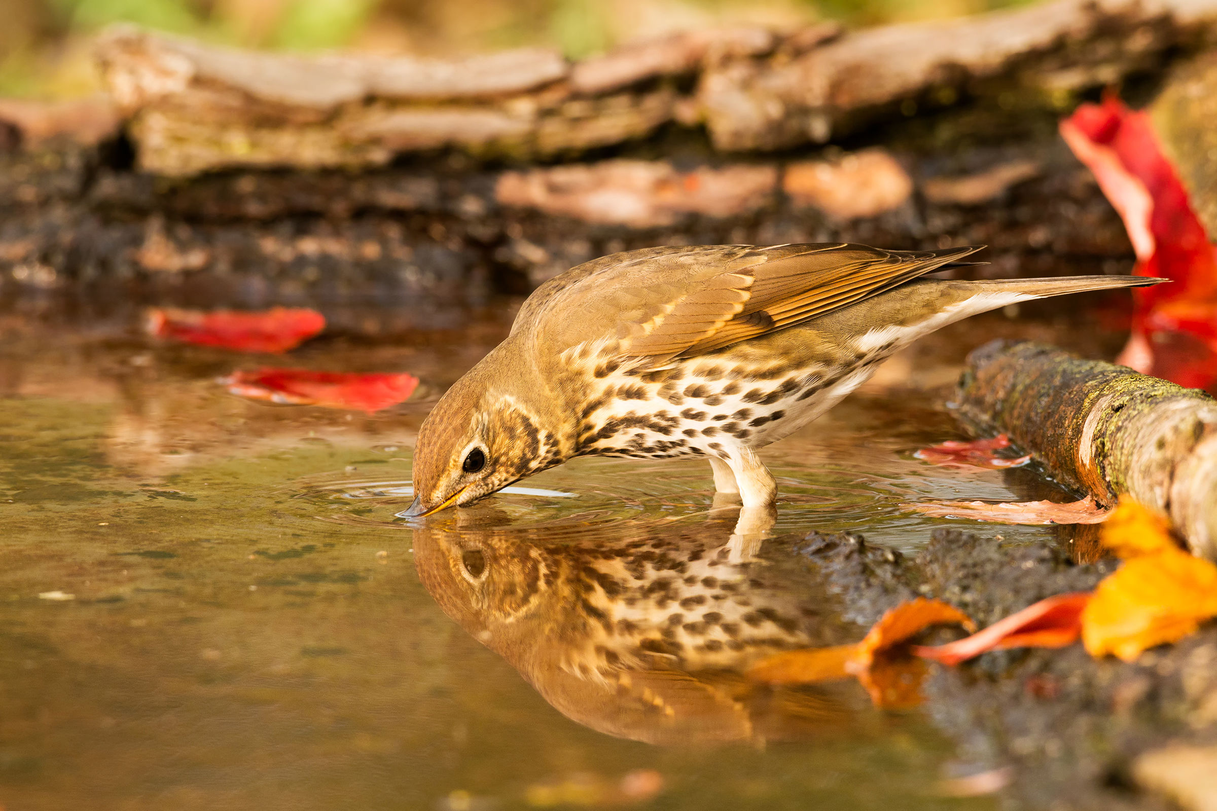 the drowning water of the puff