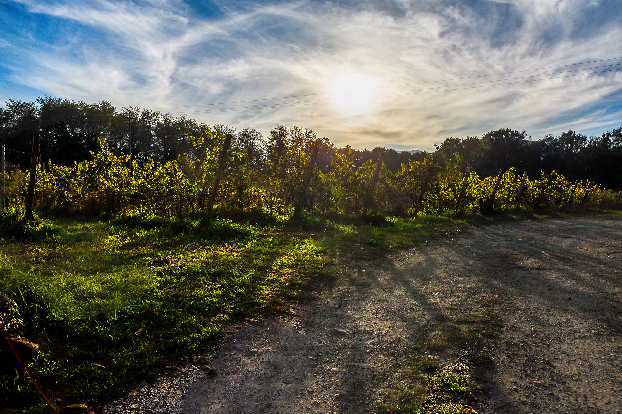 vineyard at sunset