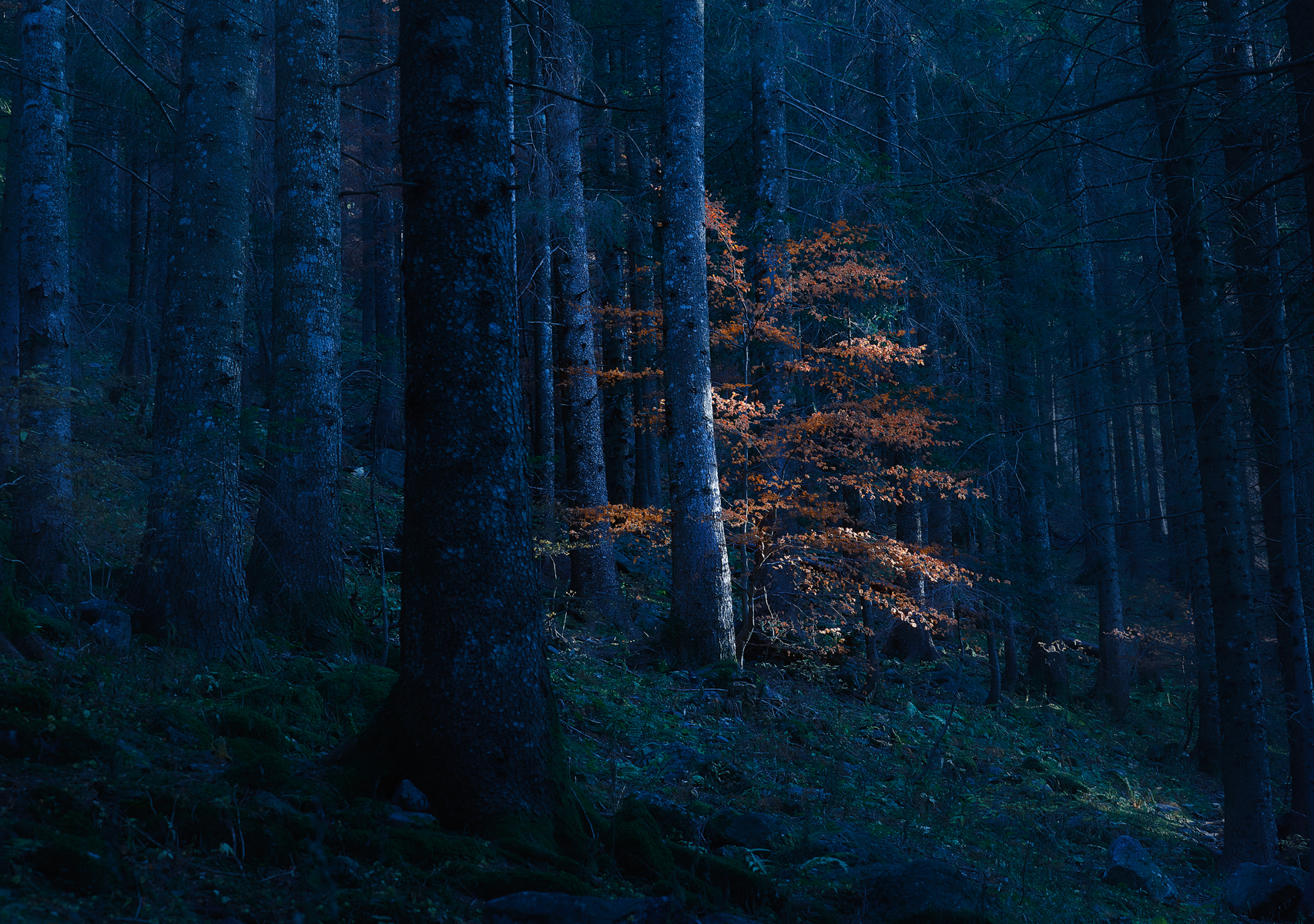 il cuore della foresta
