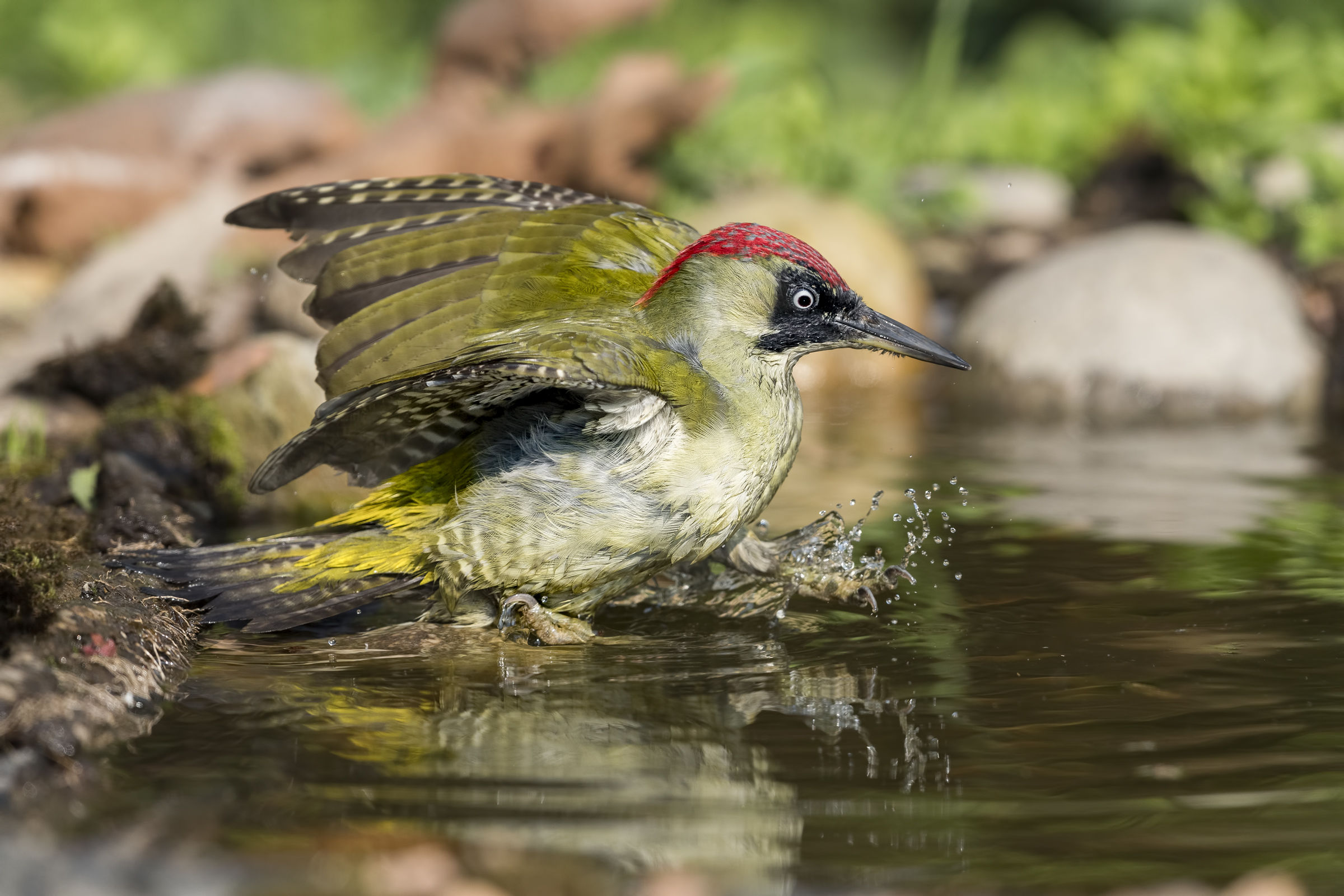 entering the pool - green woodpecker