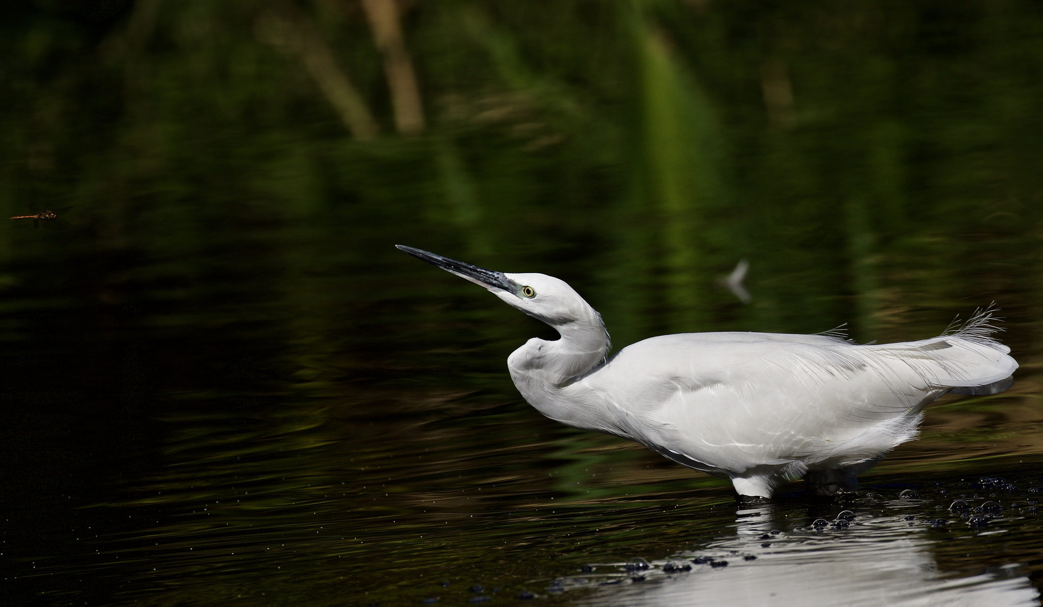 the garzetta and the dragonfly