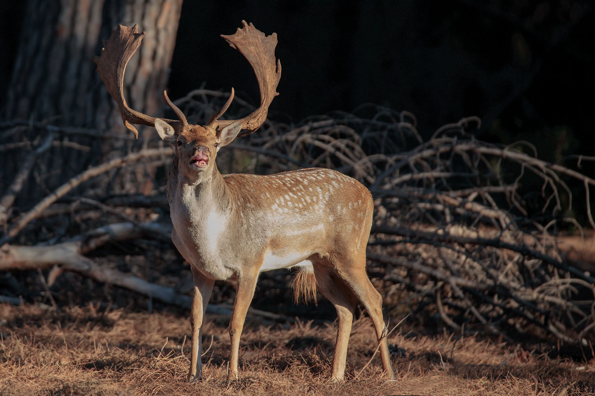 Il flehmen del Daino