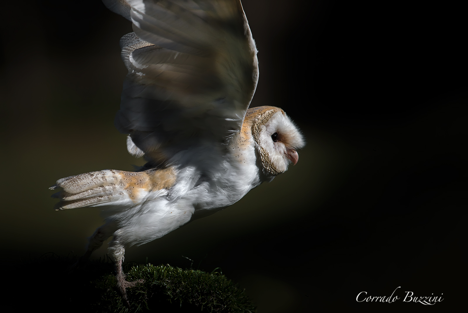 Barn Owl