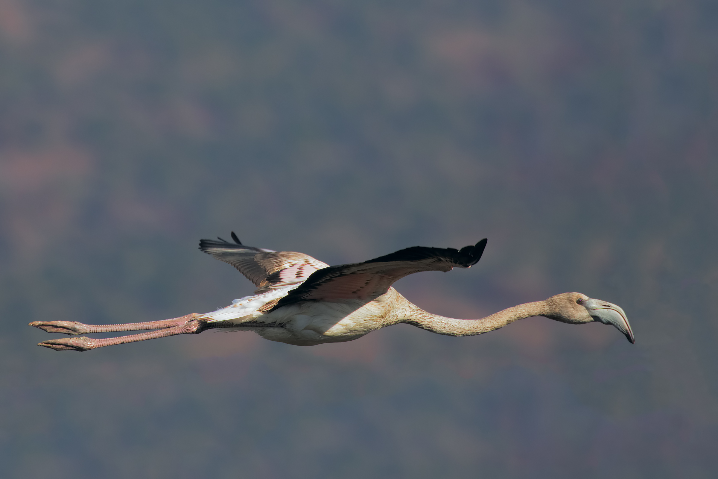 Young Flamingo IN flight