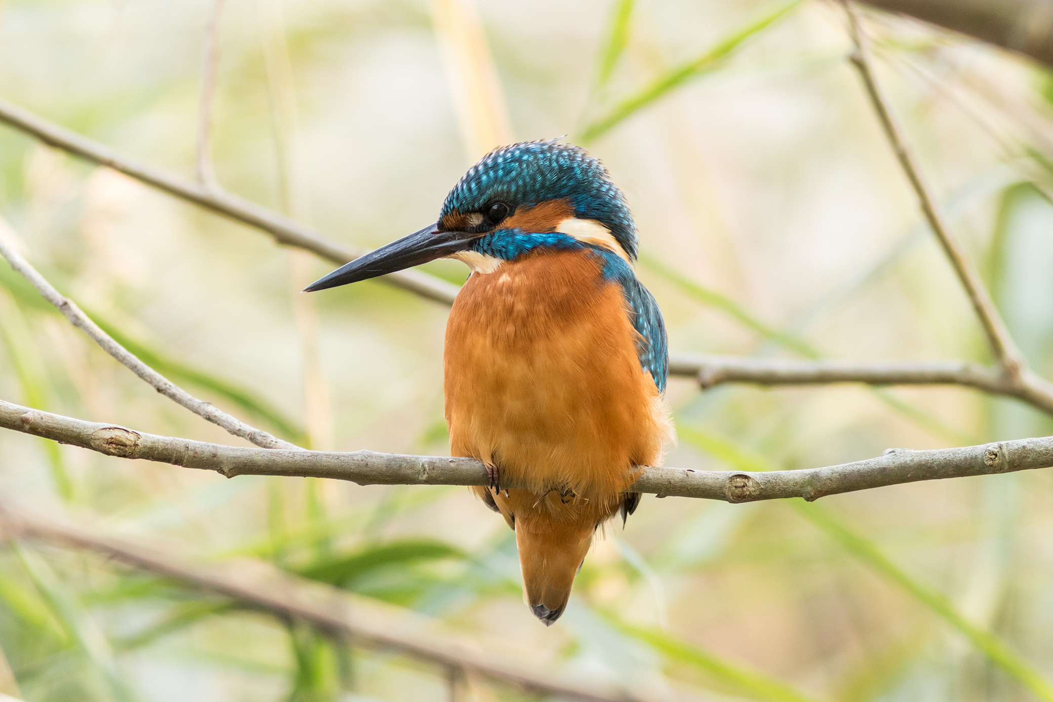 Martin pescatore, no crop