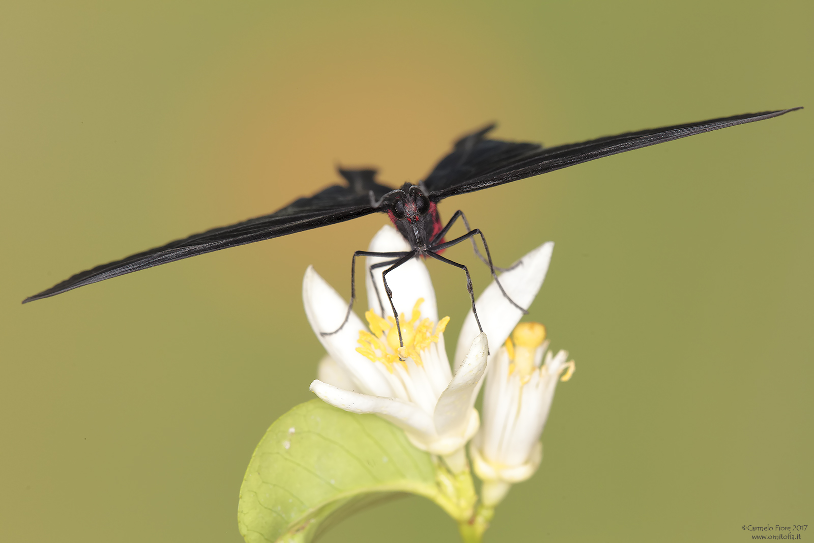 Pachliopta kotzebuea