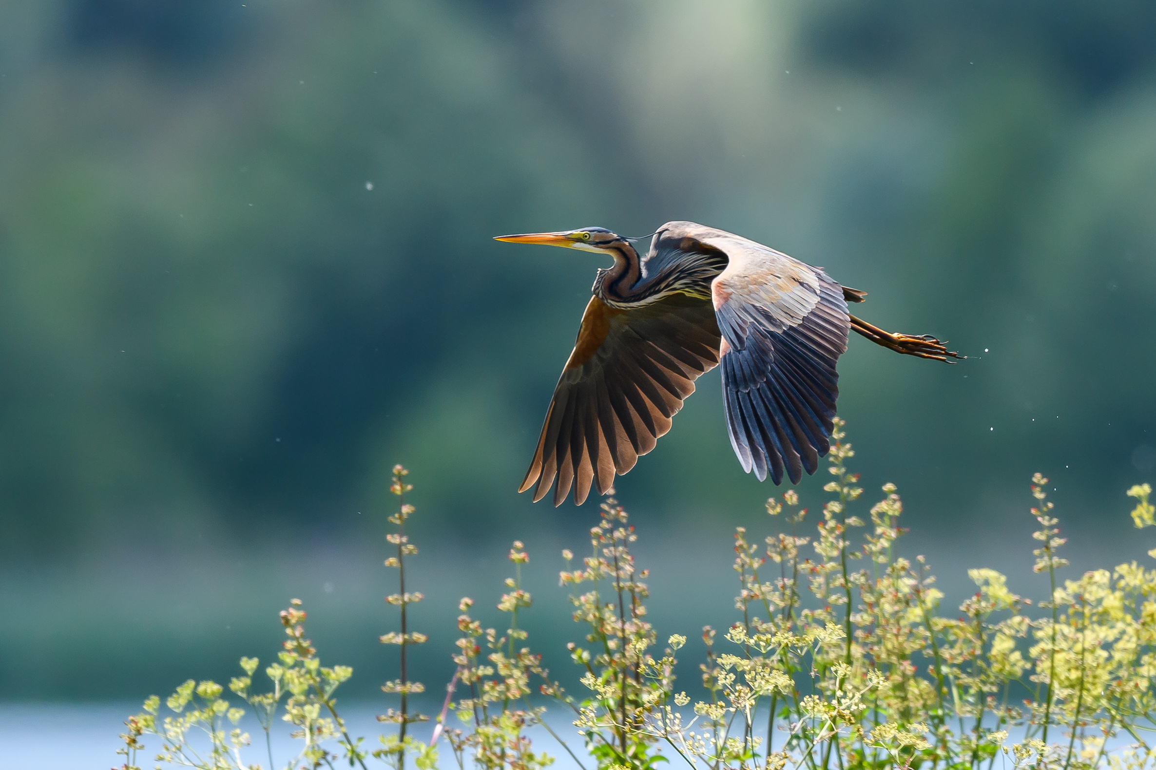 Airone Rosso in volo
