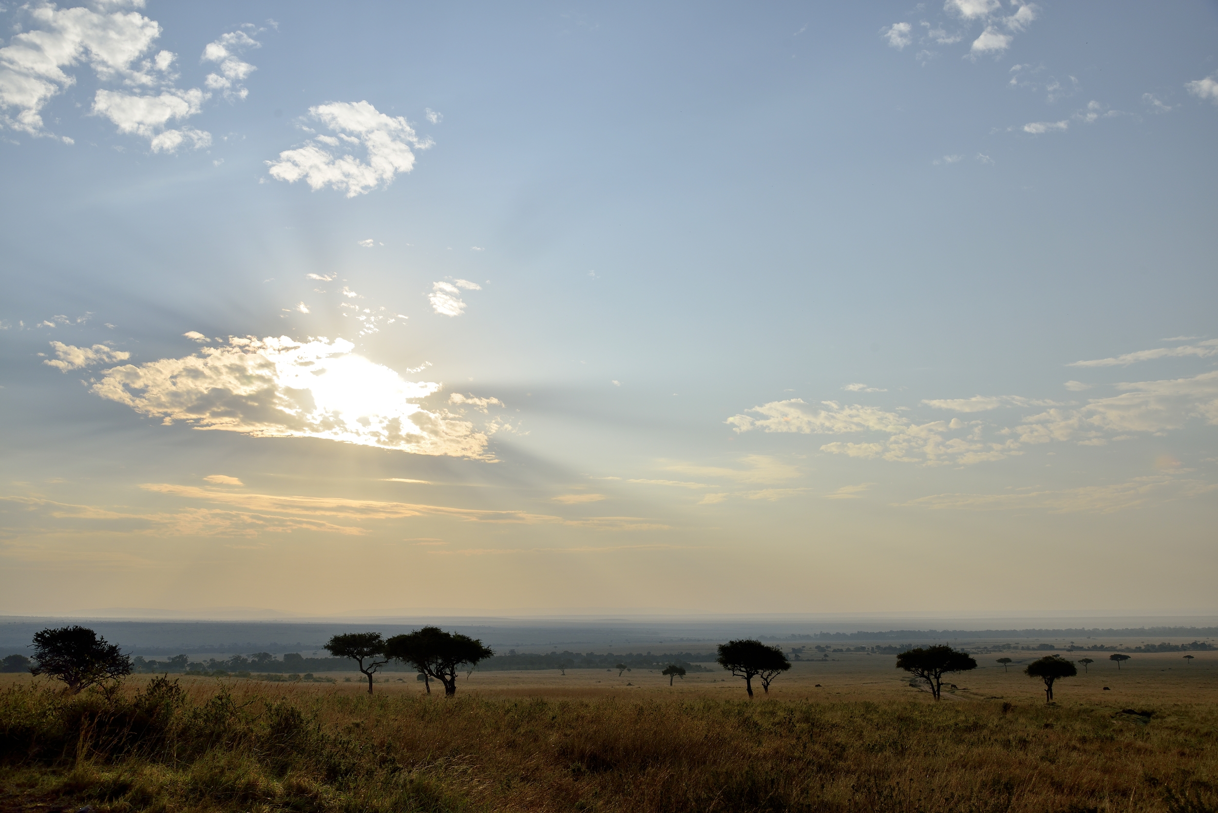 alba Masai Mara