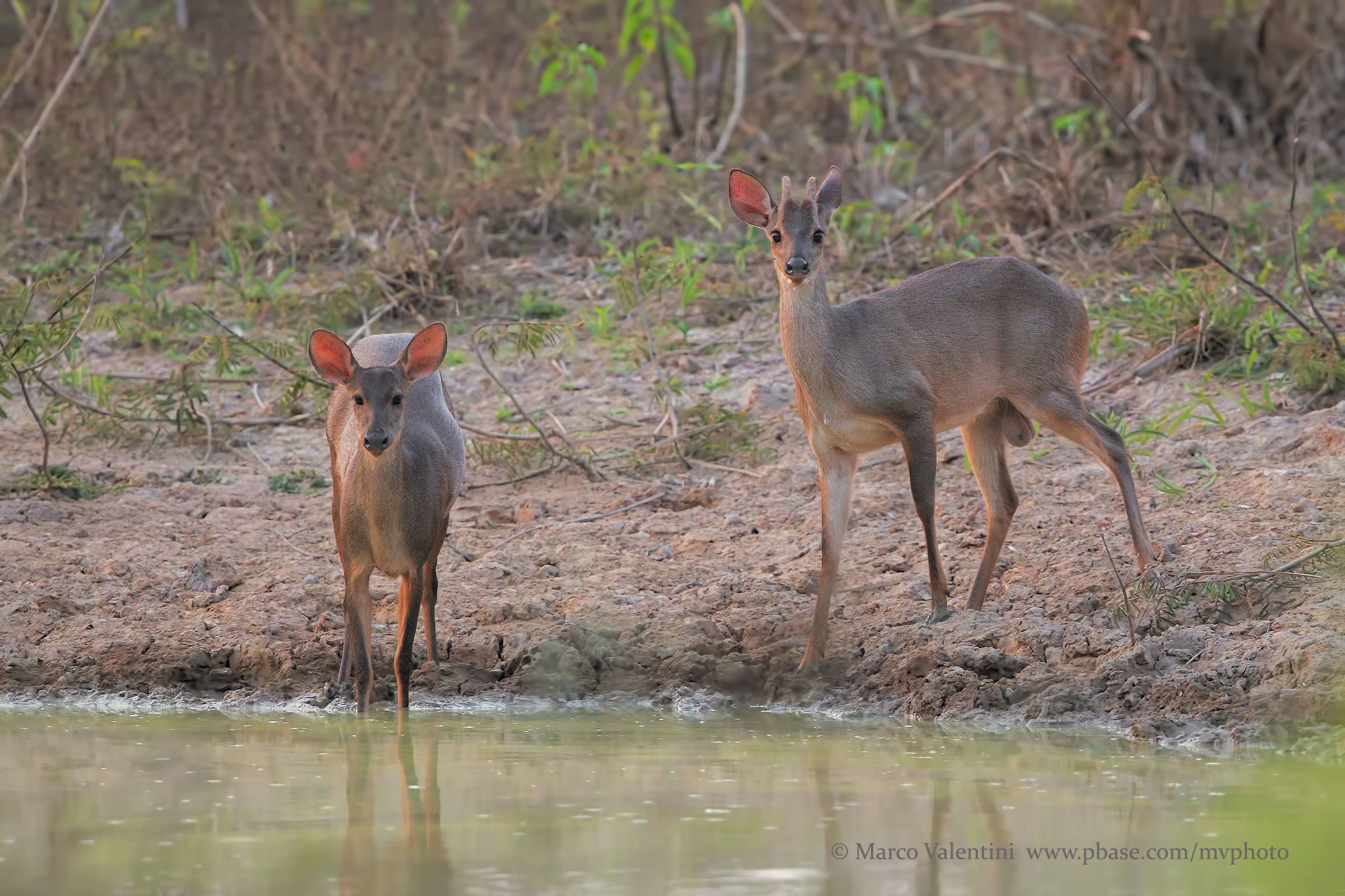 Couple of deer mazama