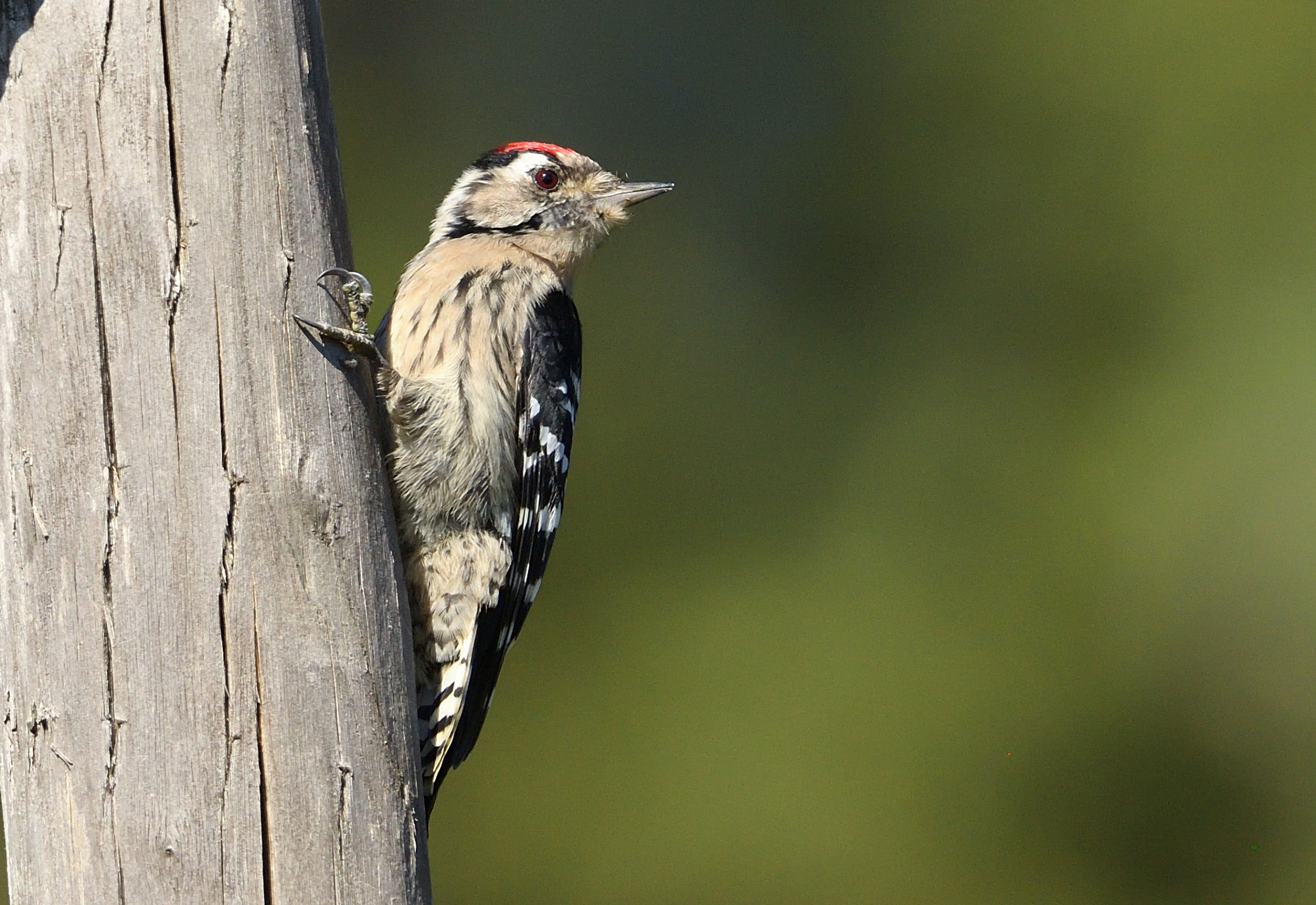 Red woodpecker m.