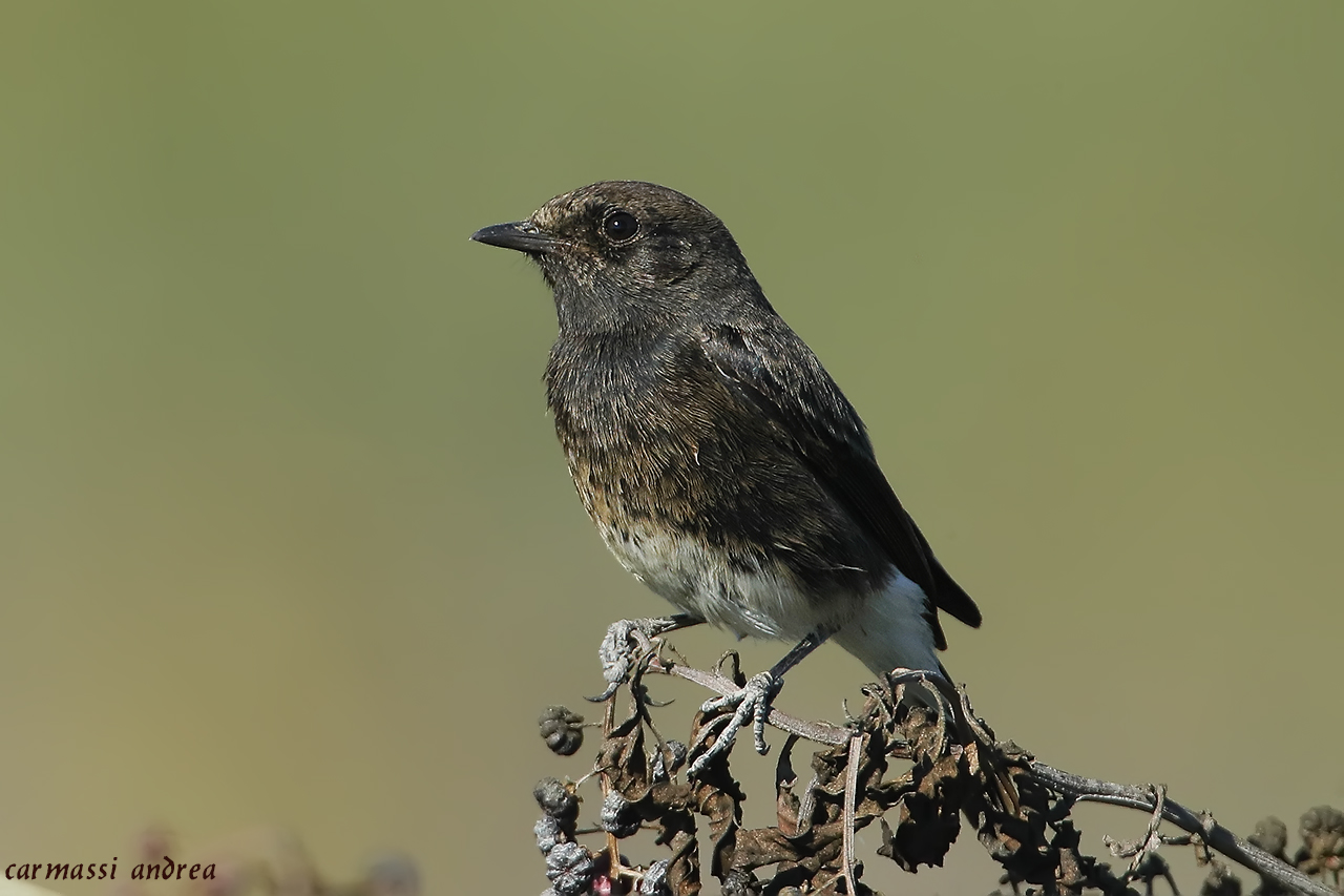 a little bit of a   (rarita'in europa made to pisa)