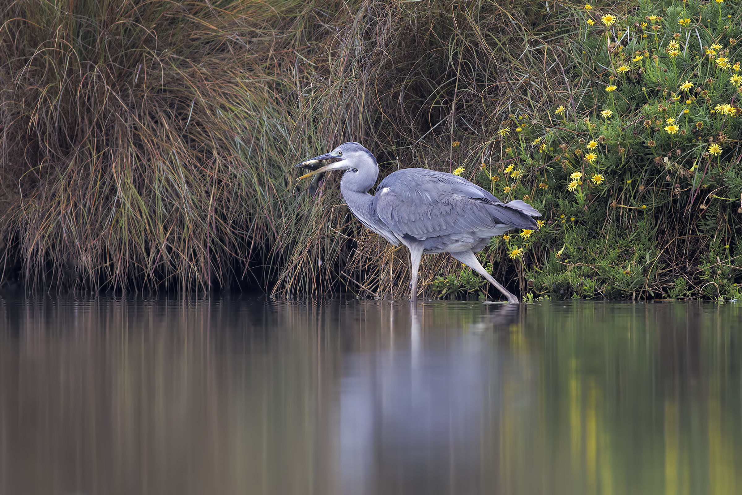 Airone Cenerino con preda