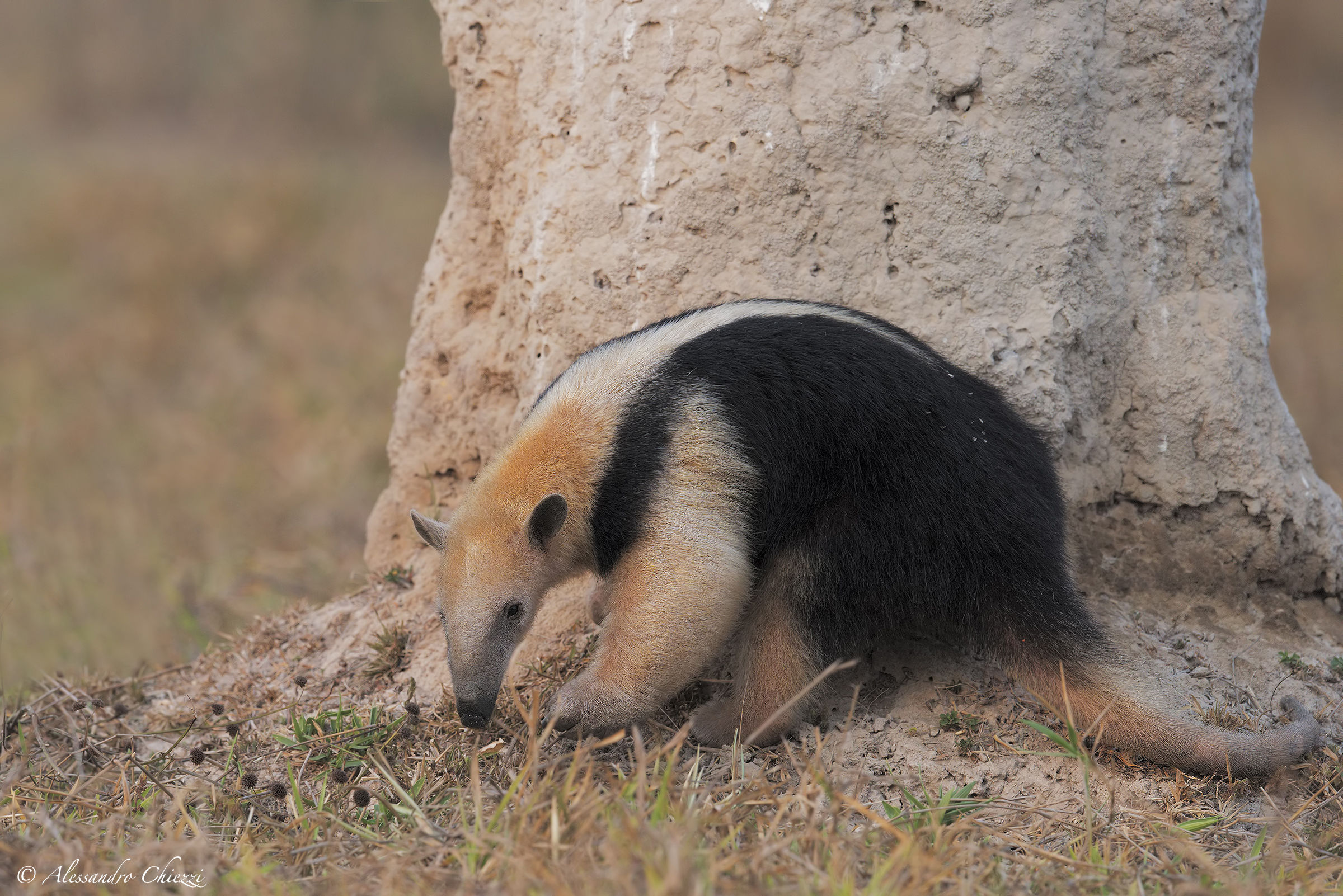 Breakfast at the Termiteum
