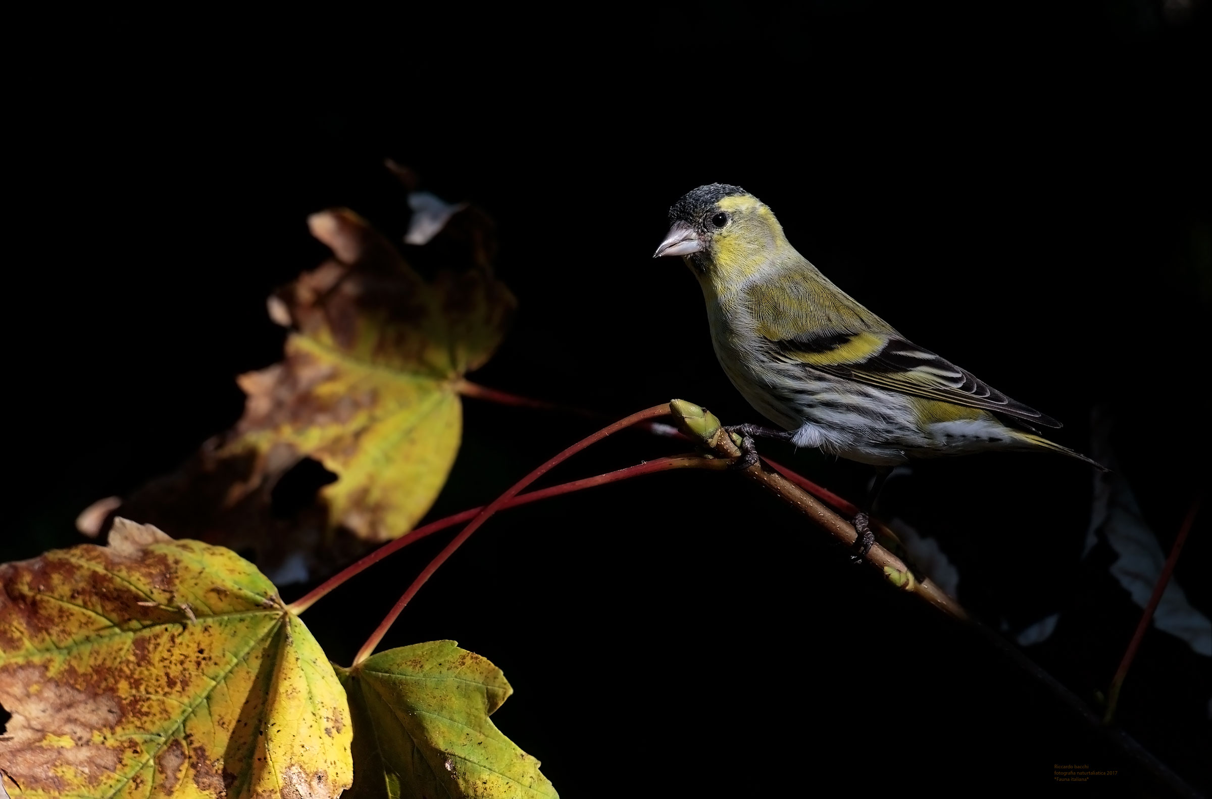 lucherino e acero di monte