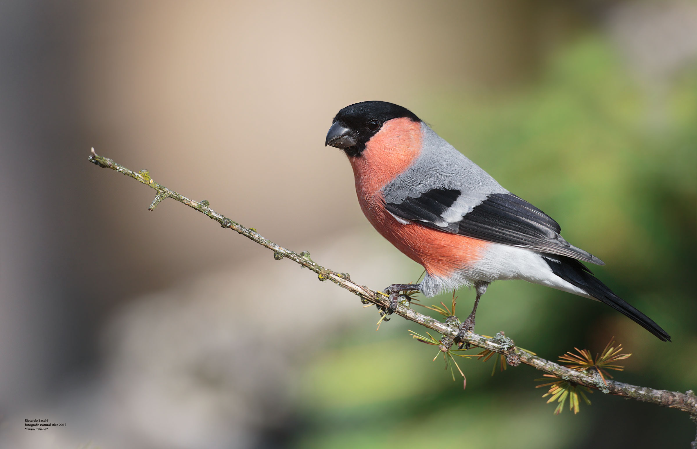 ciuffolotto e larice