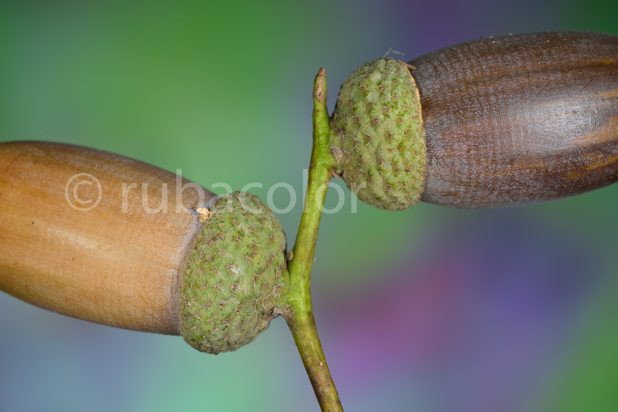 Particolari di una quercia