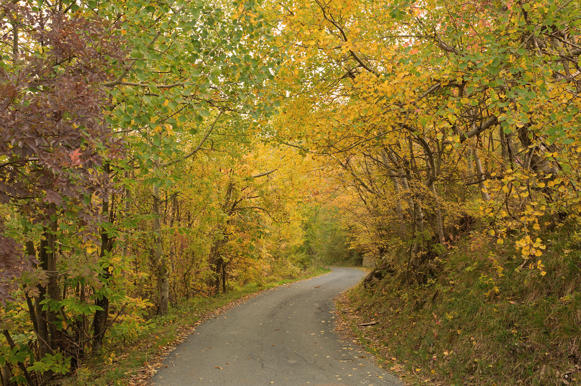 Autumn in Val Brevenna