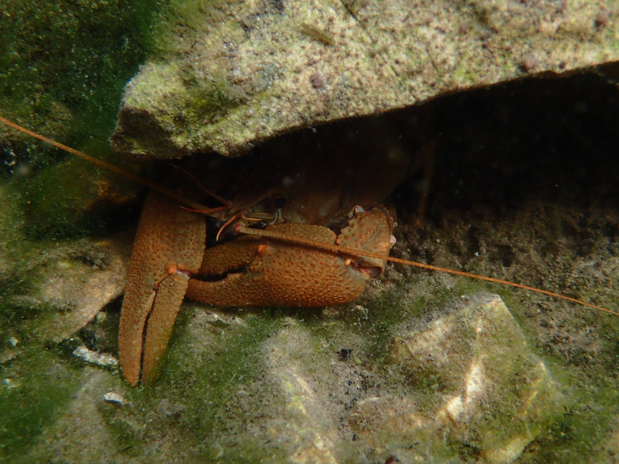 Gambero: foto subacquea