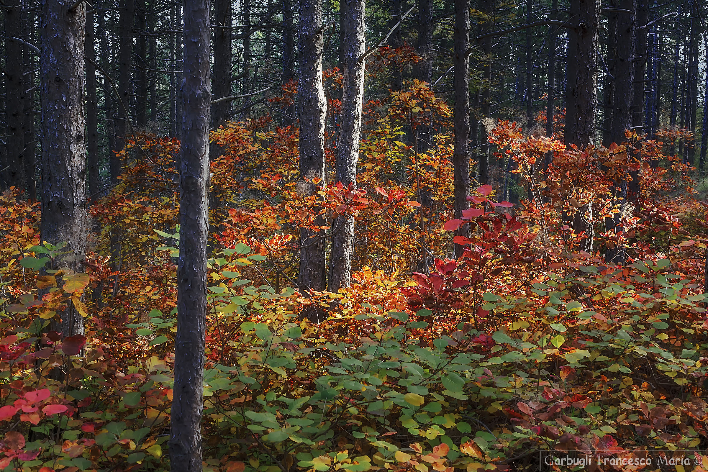 Lights of the undergrowth