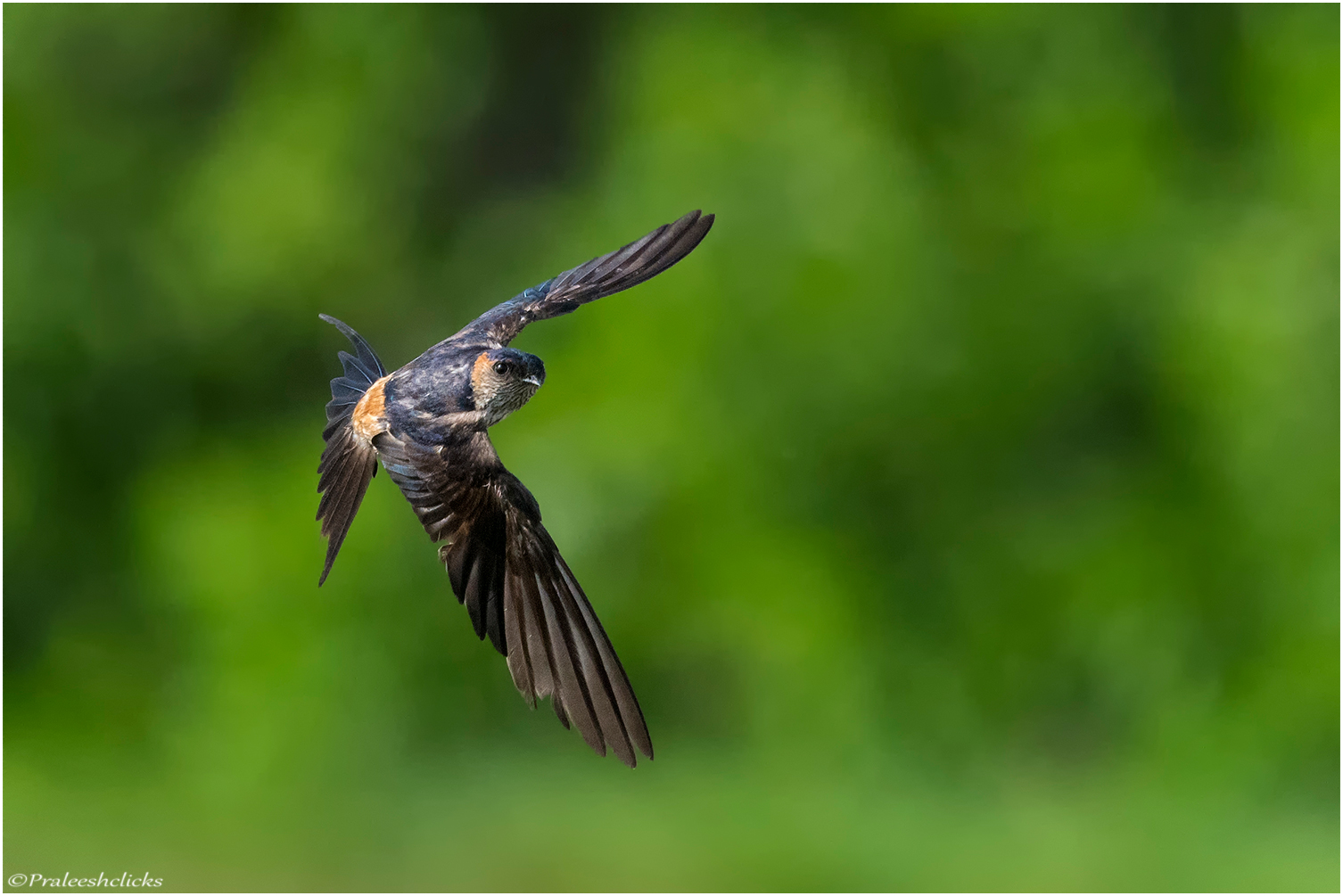 Red-rumped Swallow