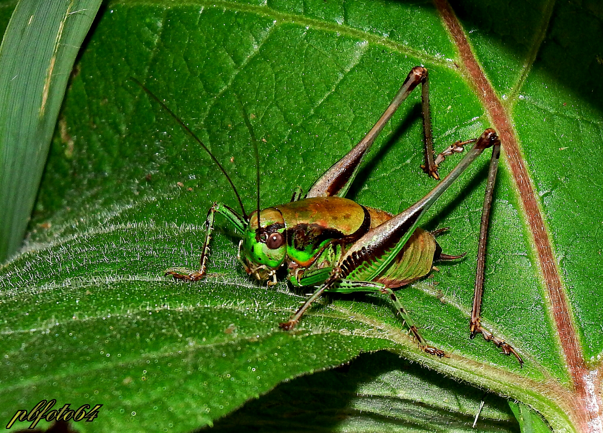 The cricket ... talking? ?