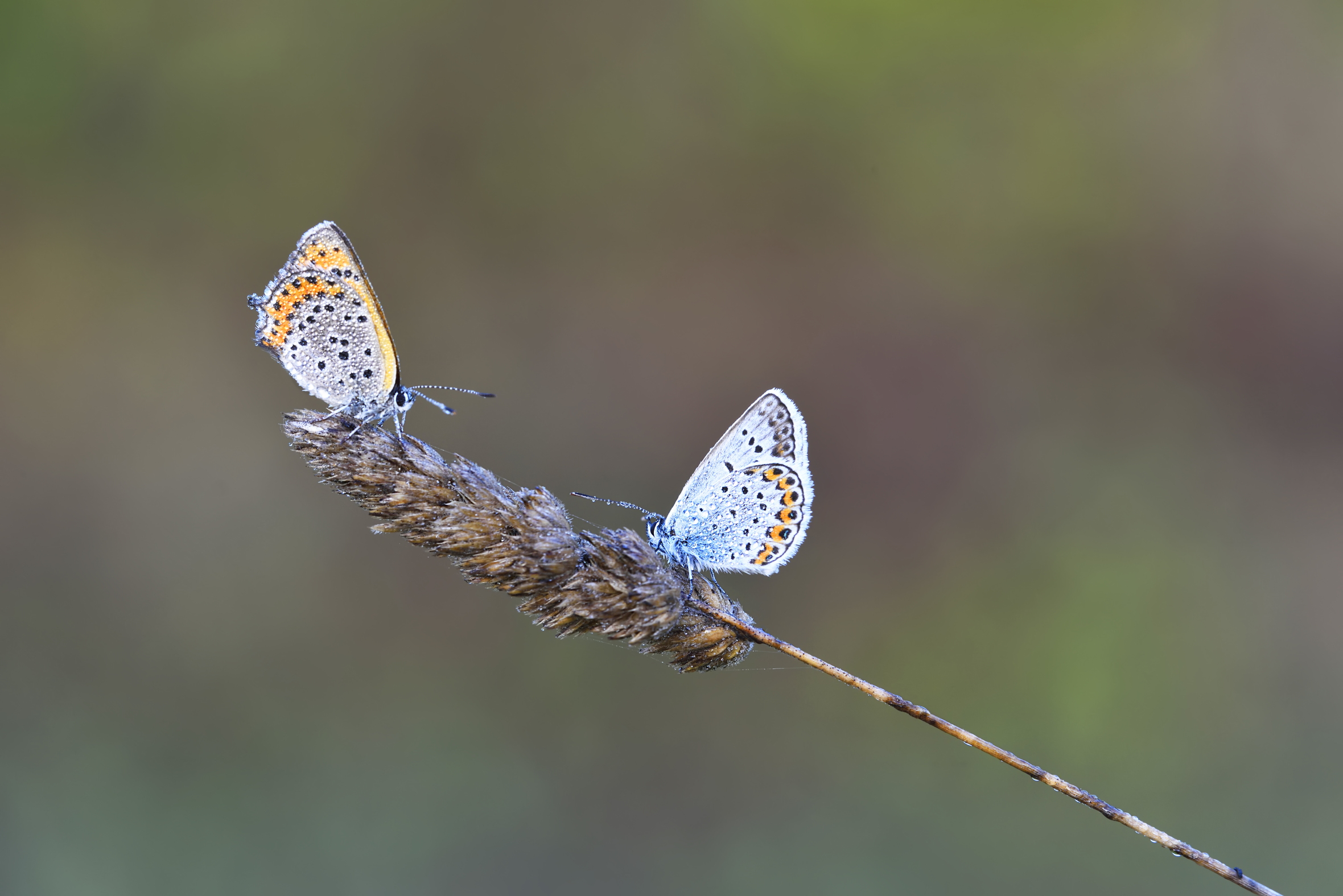 Incontri ravvicinati