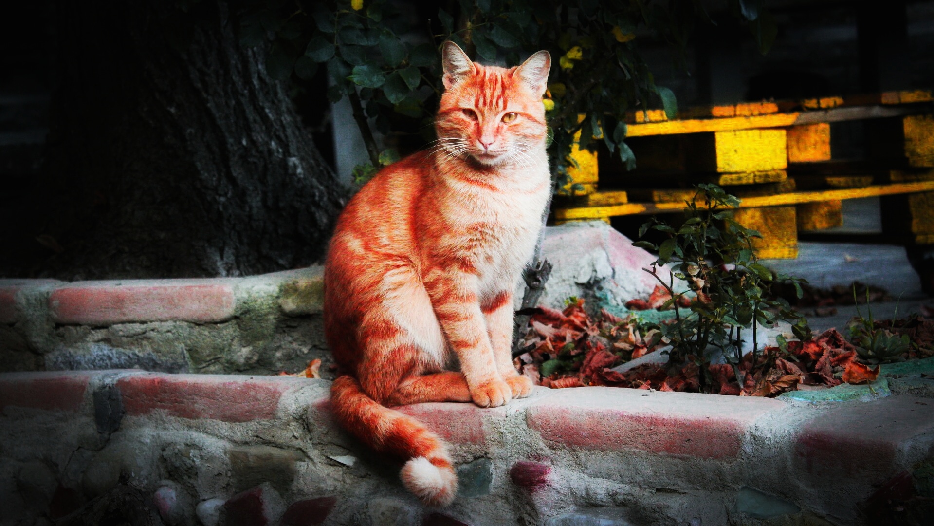 Il gatto rosso
