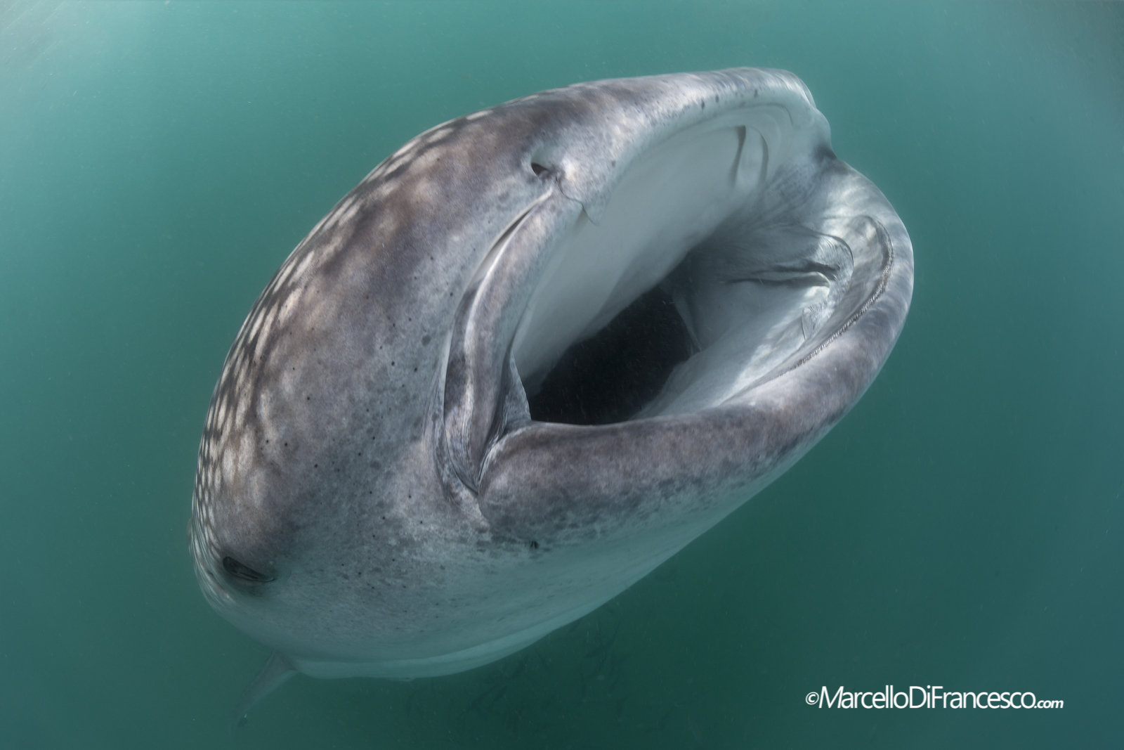 Whale Shark