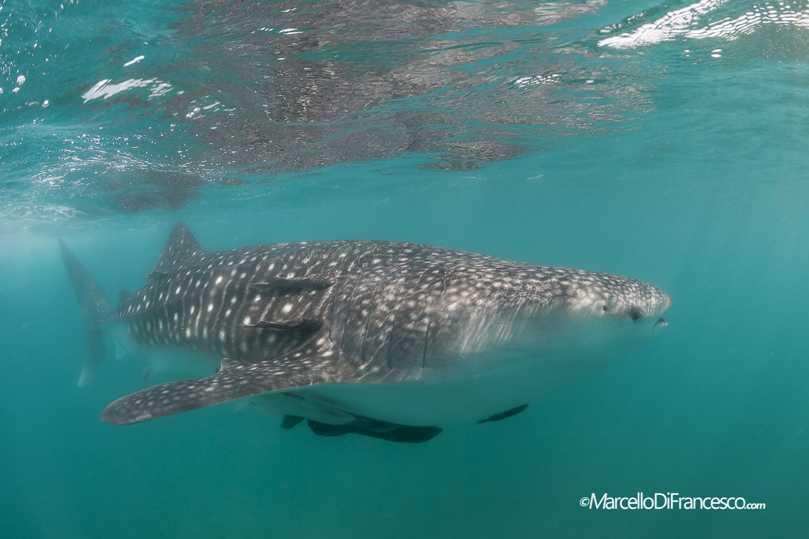 Whale Shark