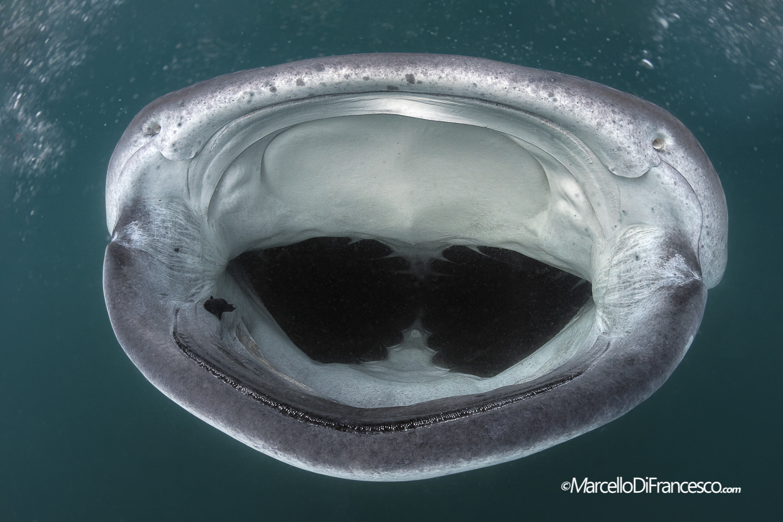 Whale Shark - full frontal