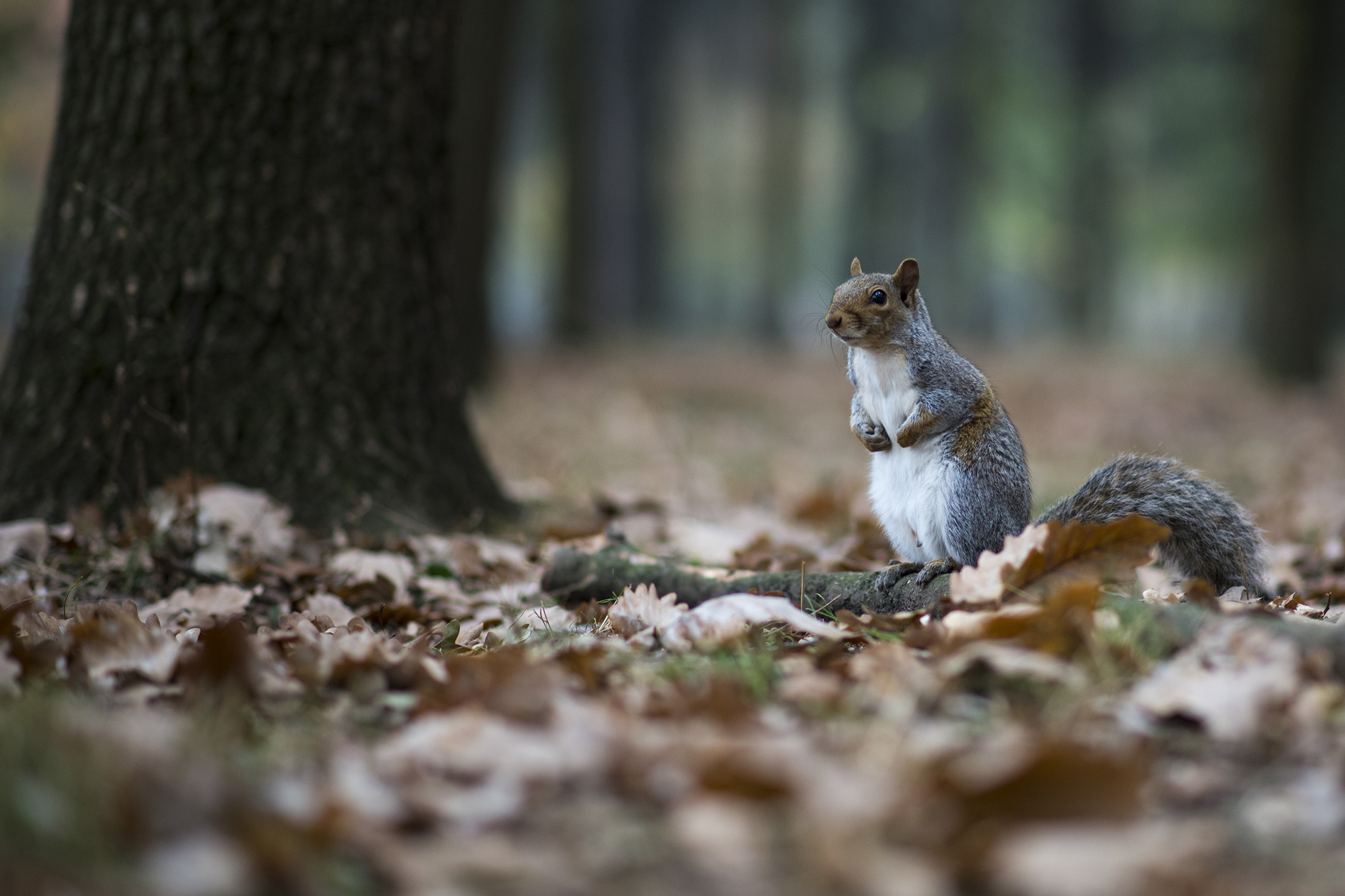 Scoiattoli in cerca di cantieri da osservare ... ;)