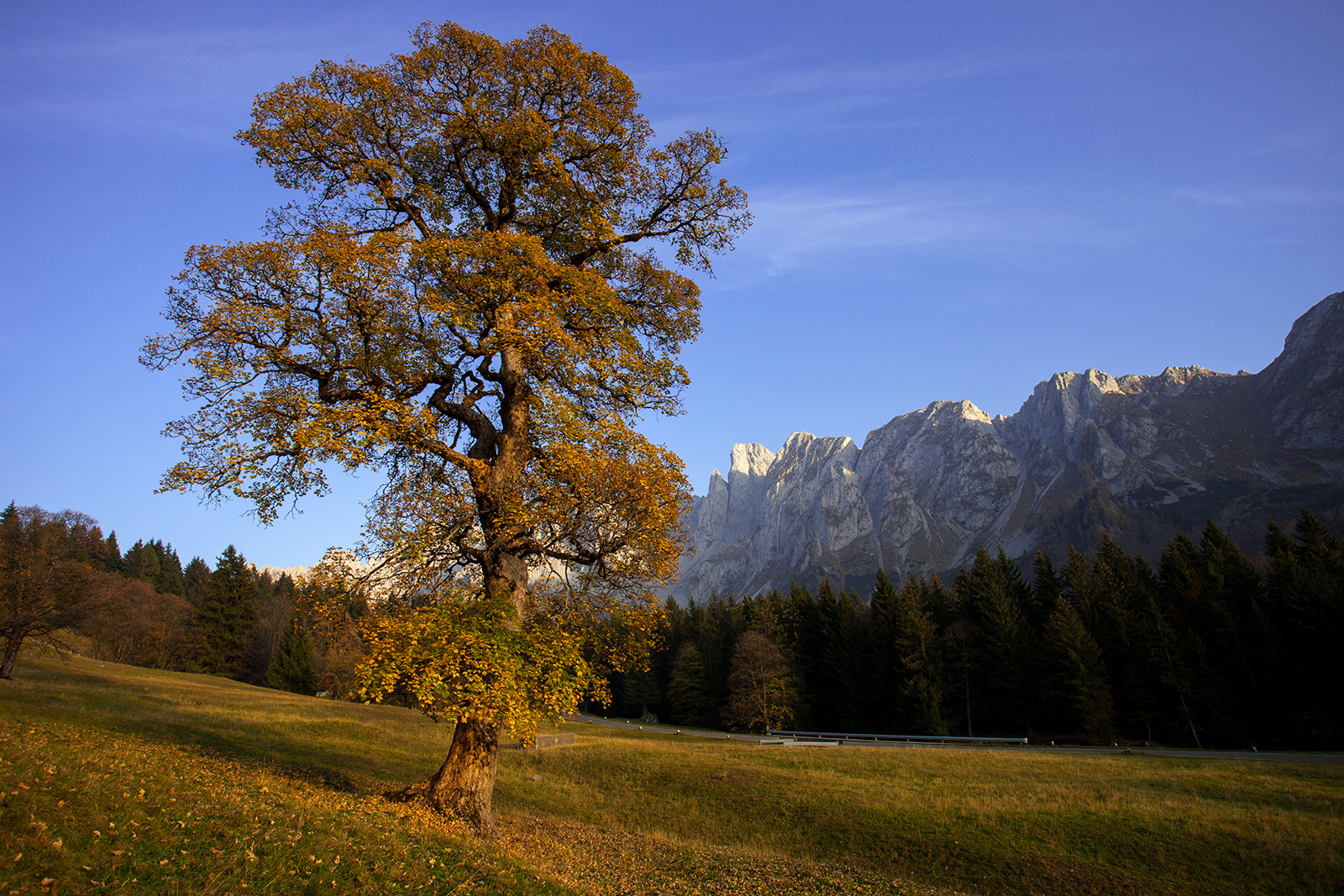 The maple of the Campelli