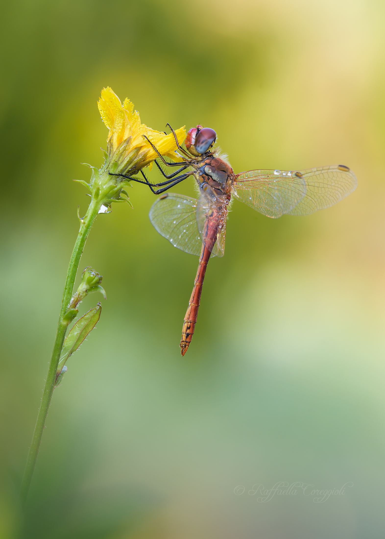 Sympetrum fonscolombii