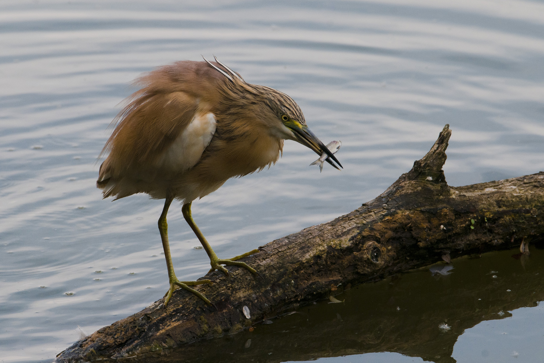 Shrub Sgarza (Ardeola ralloides)