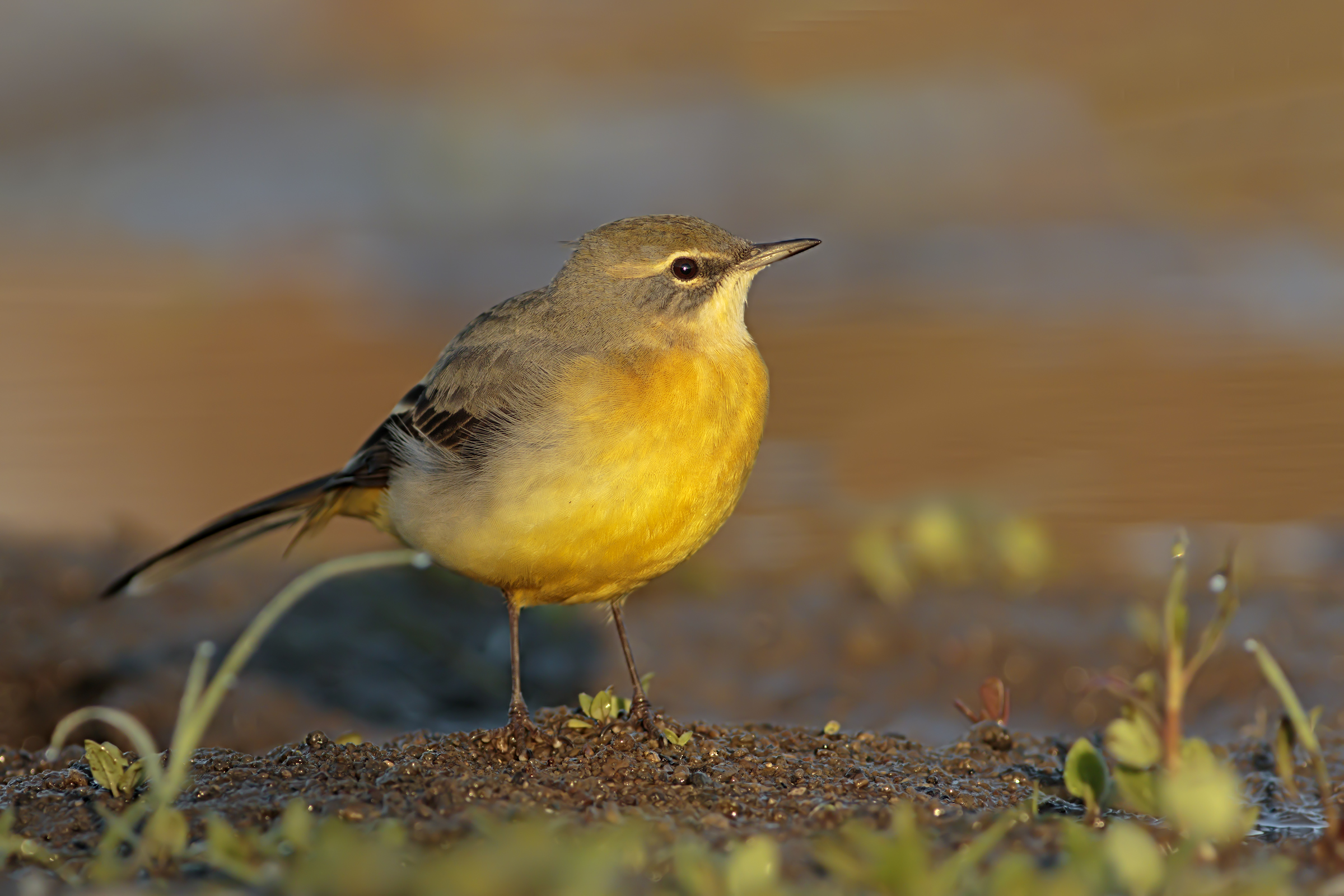 Early morning lights