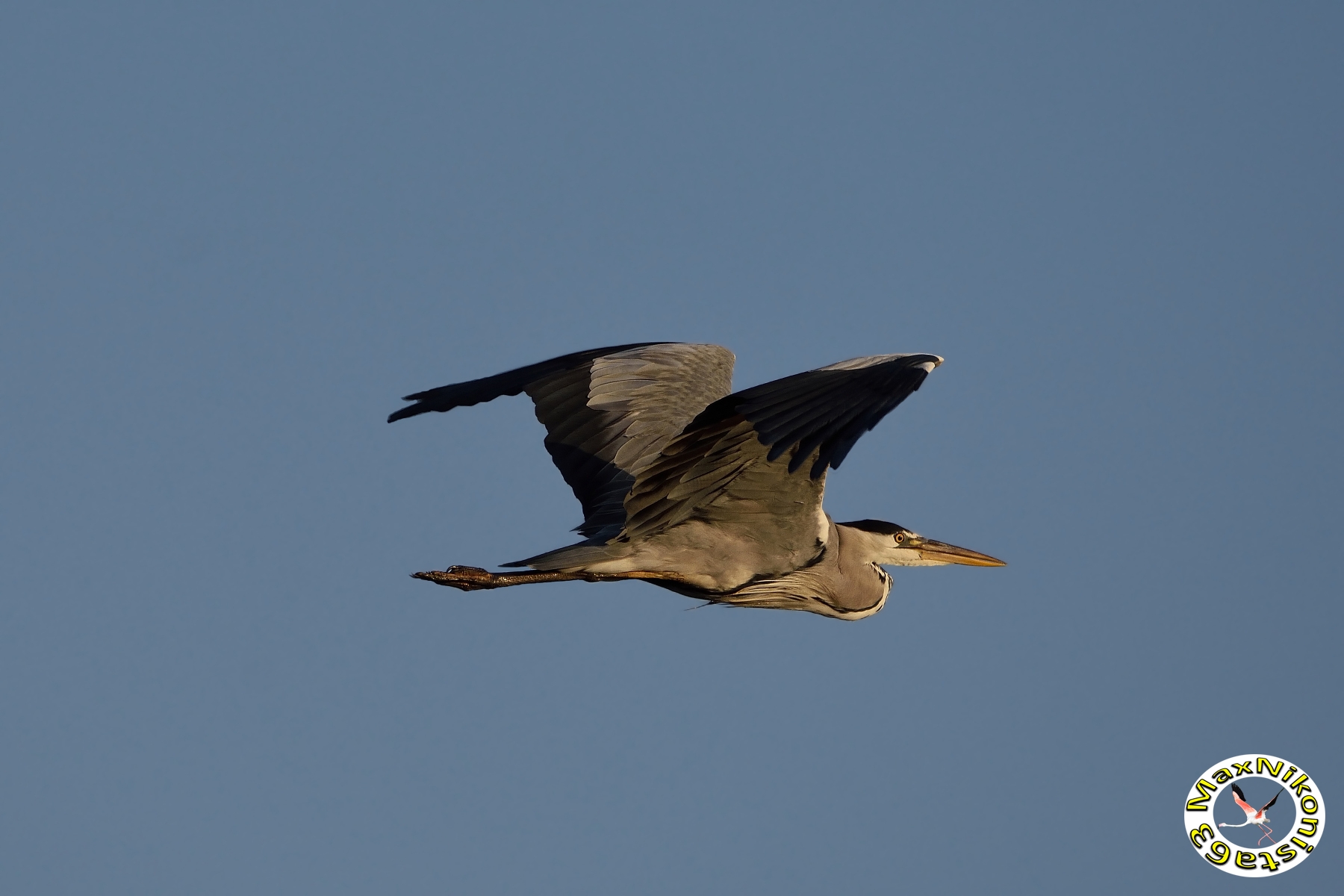 Heron flying in flight