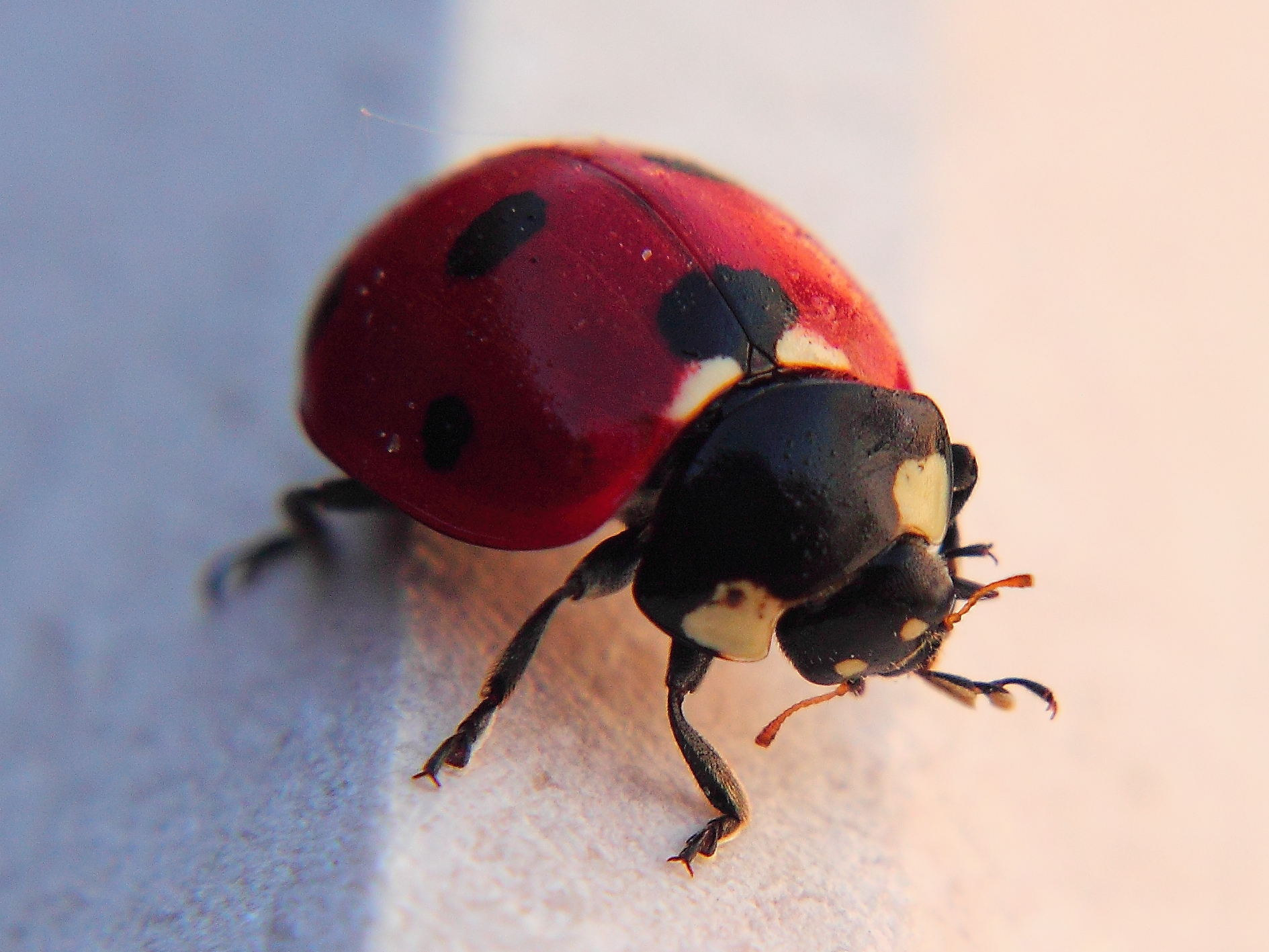 Ladybug