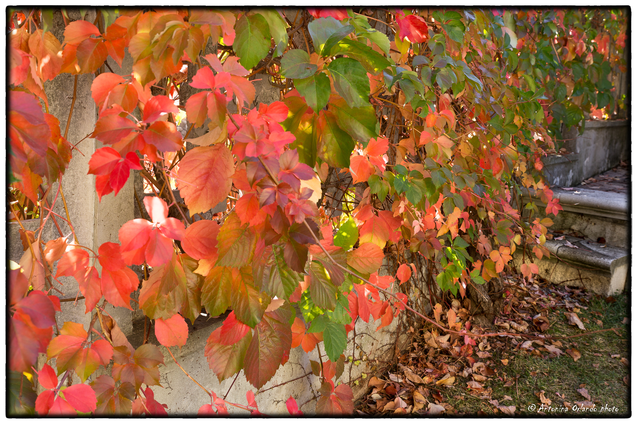 I colori sono serviti !!!