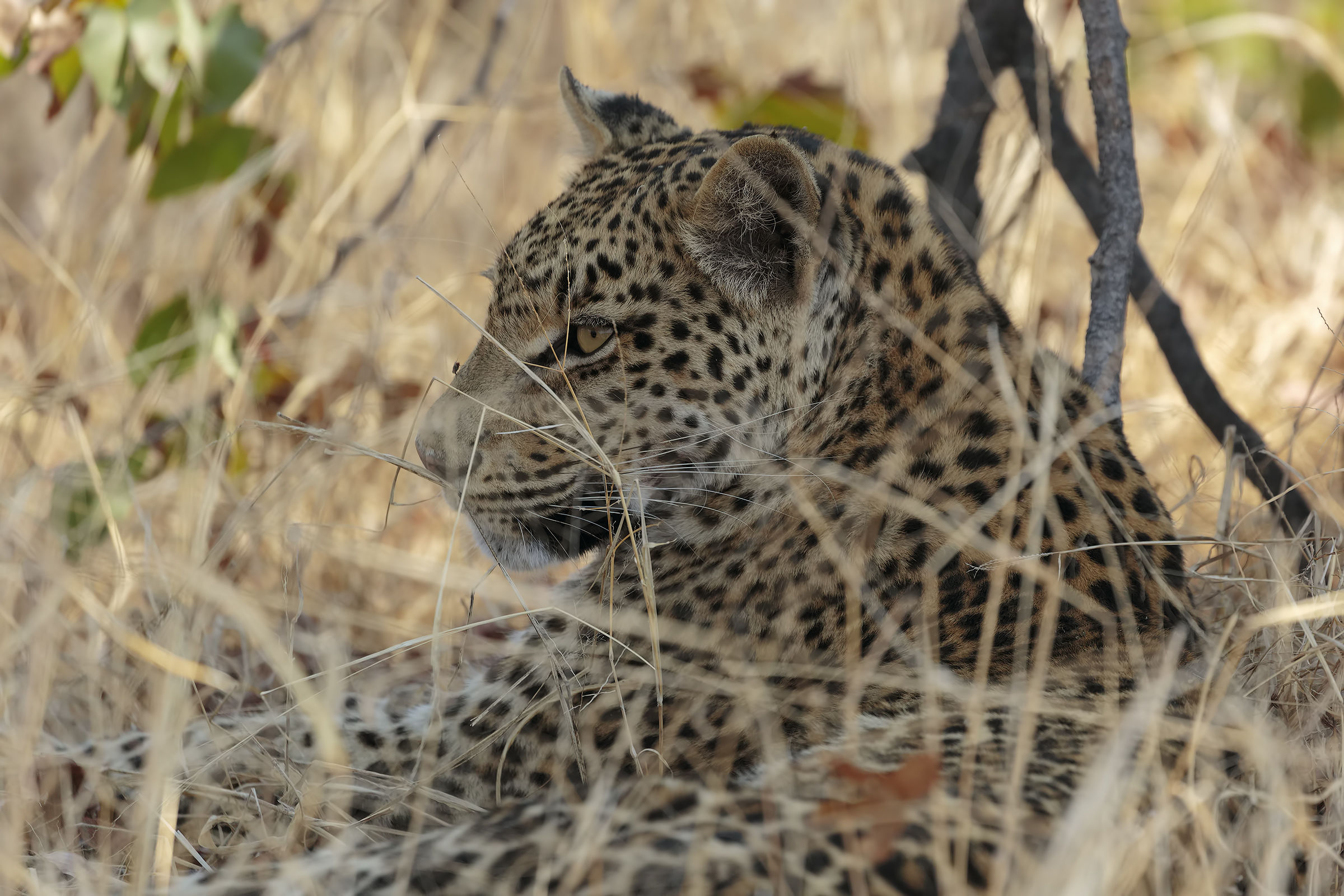 Se mi salta la mosca al naso.........
