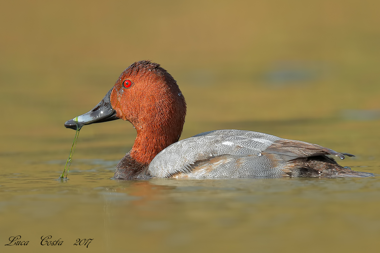 Male morgillo at sunset.