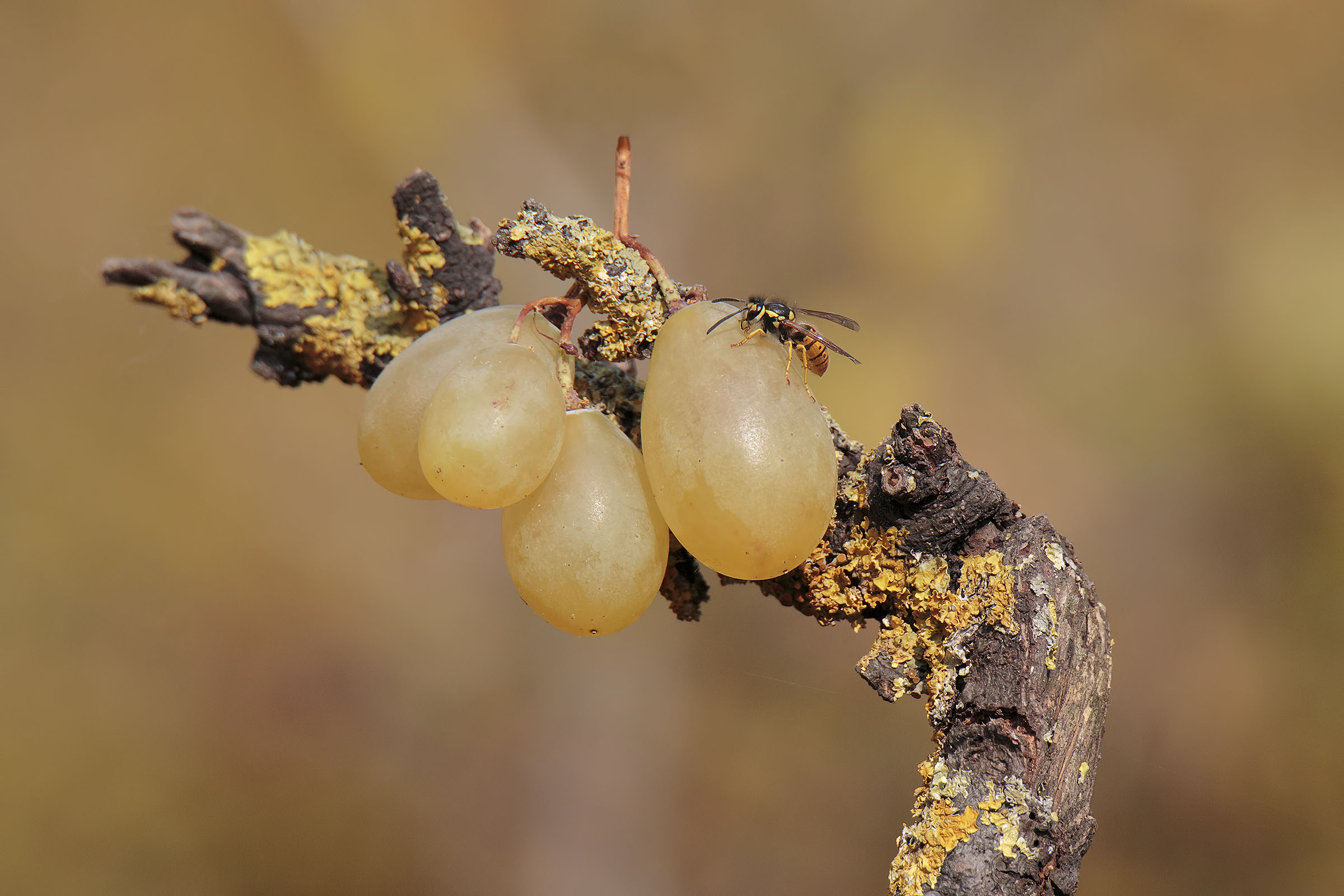 The Bee and the Grapes