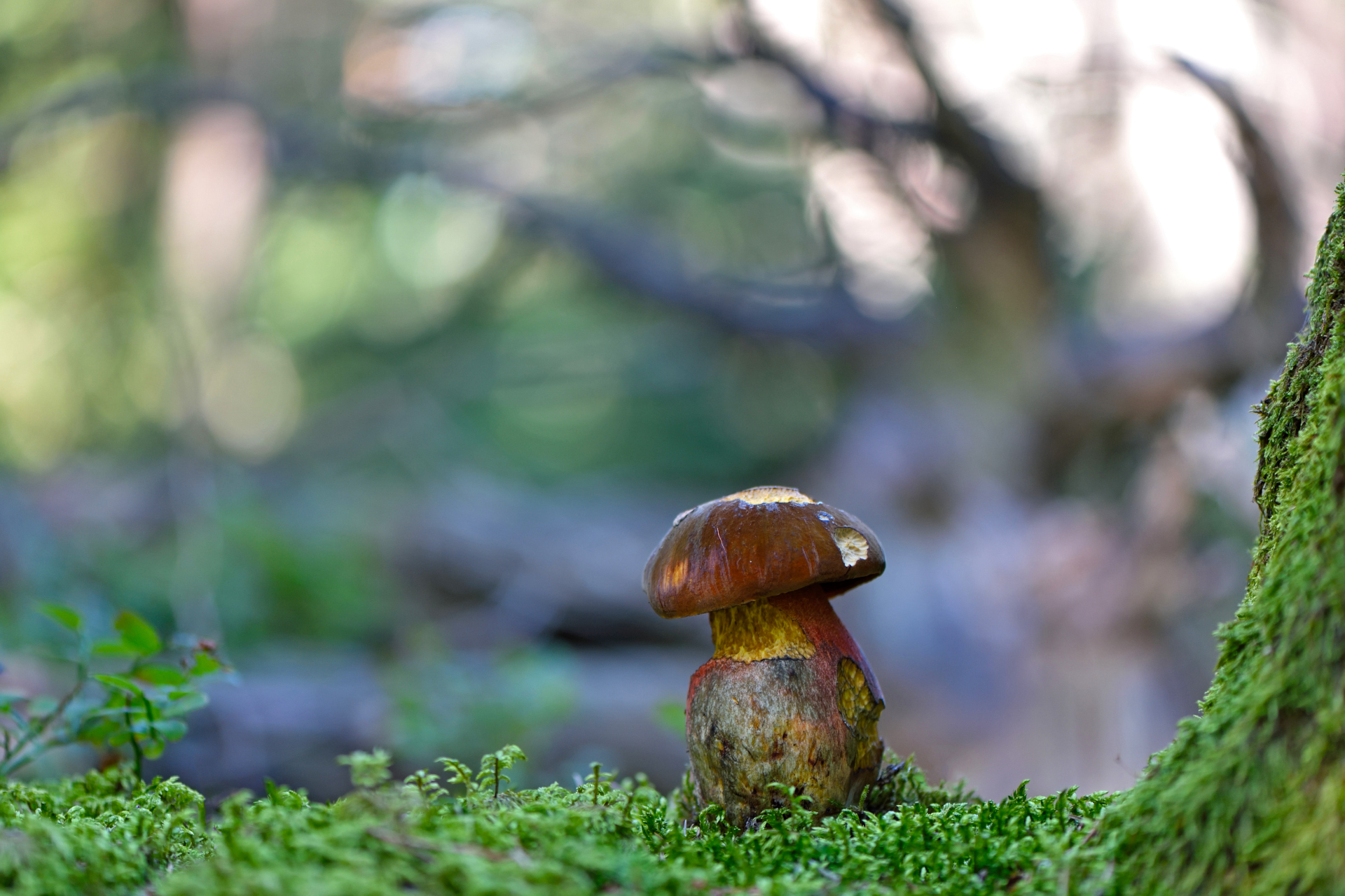 Boletus Erythropus 2
