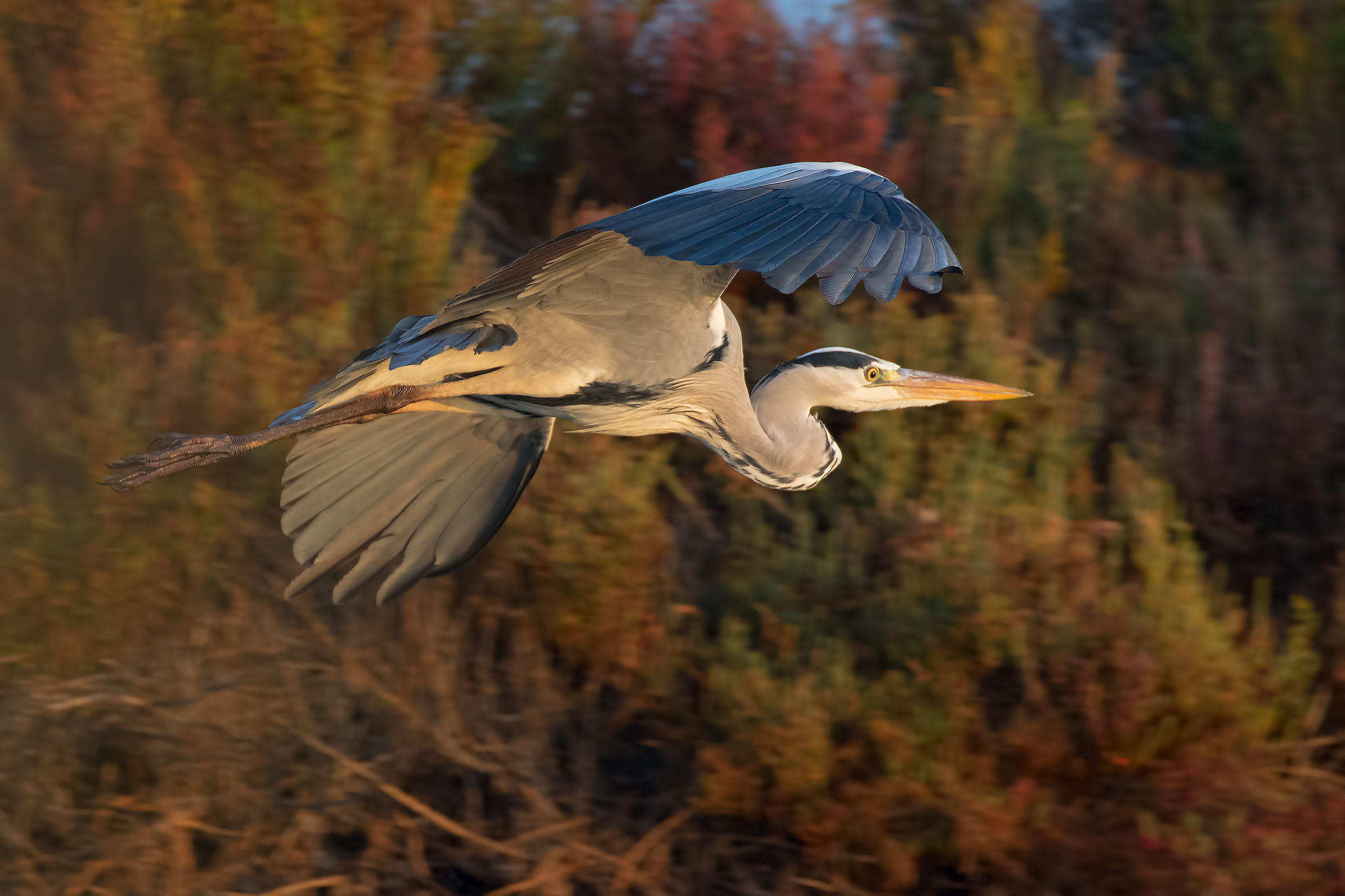 Cattle in flight (1st shake in the morning)