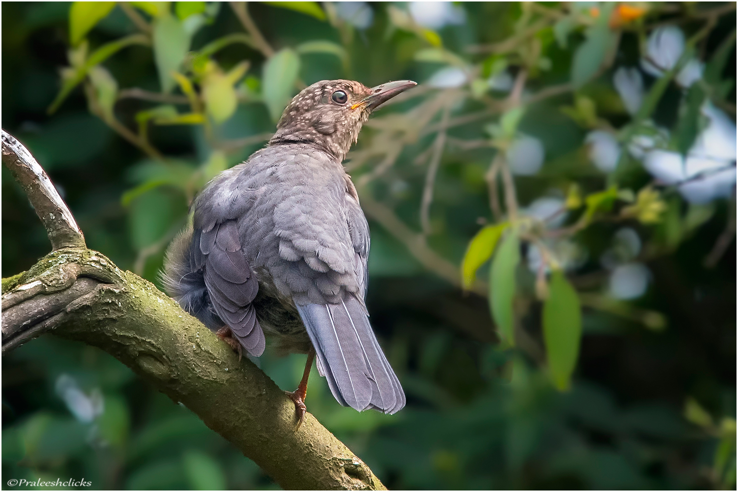Indian Blackbird (Juvenile)