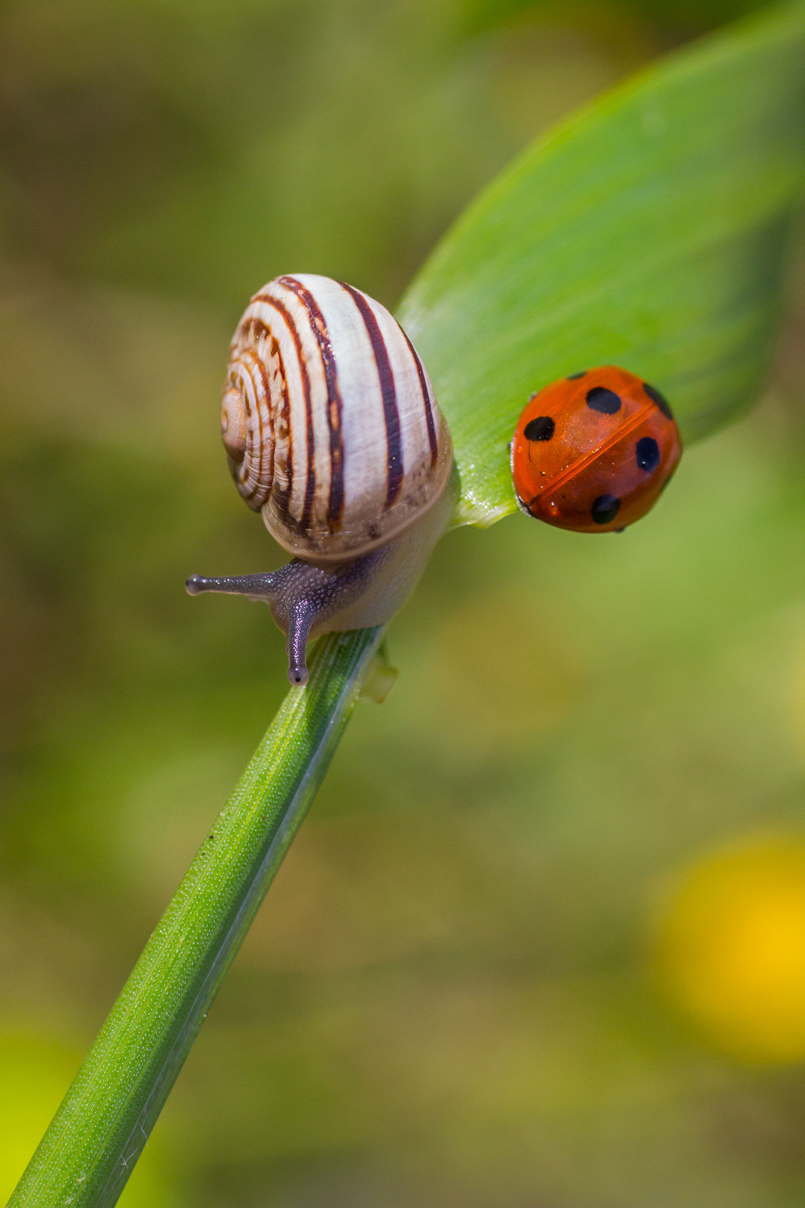 Chiocciola & coccinella