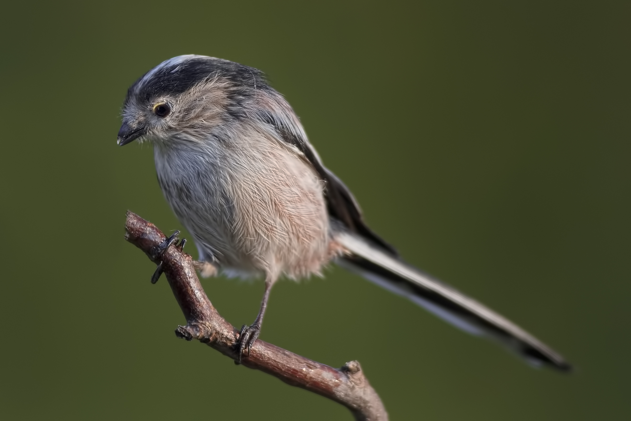 Codibùgnolo (Aegithalos caudatus)