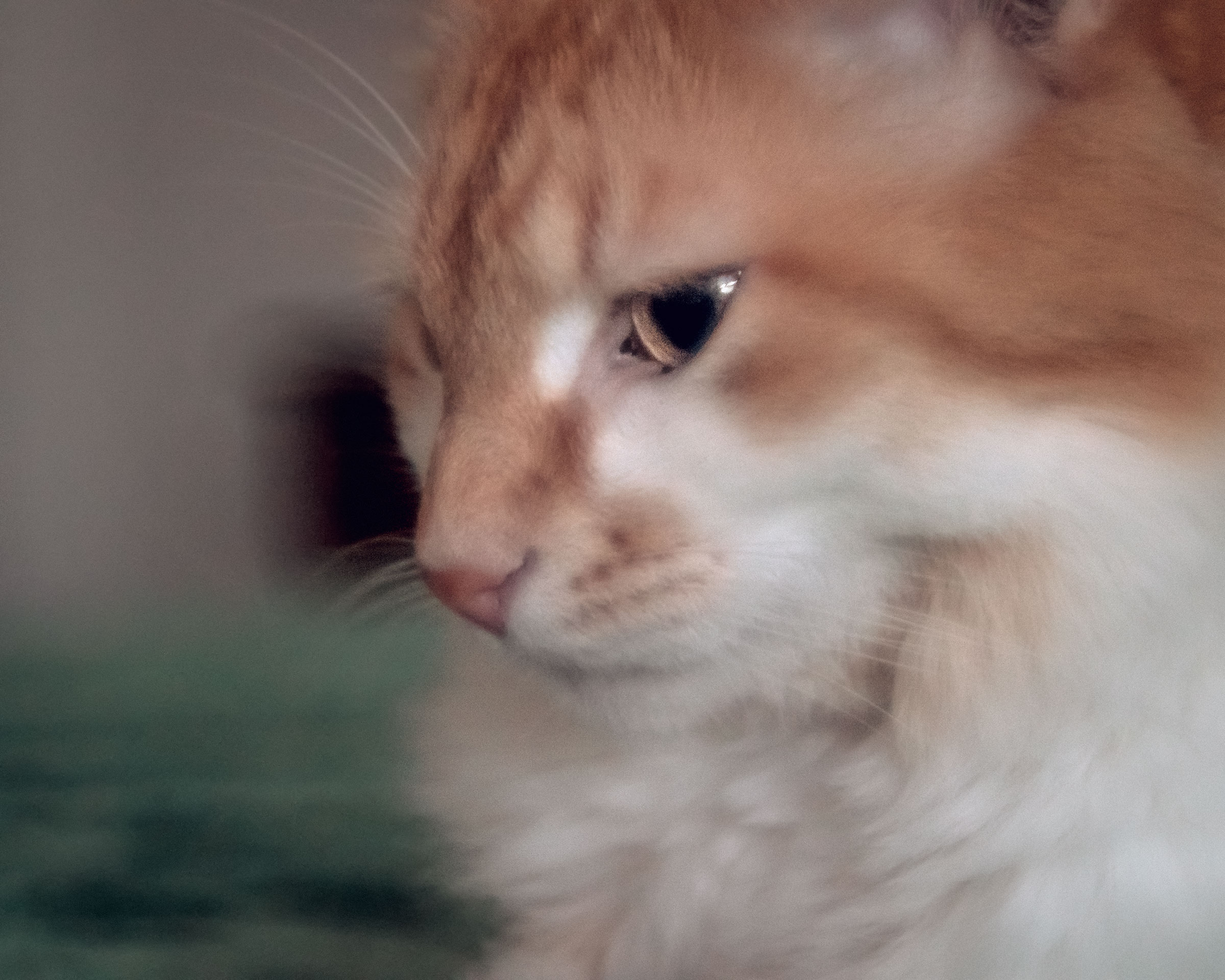 Gattone morbido pensieroso col 40mm Konica