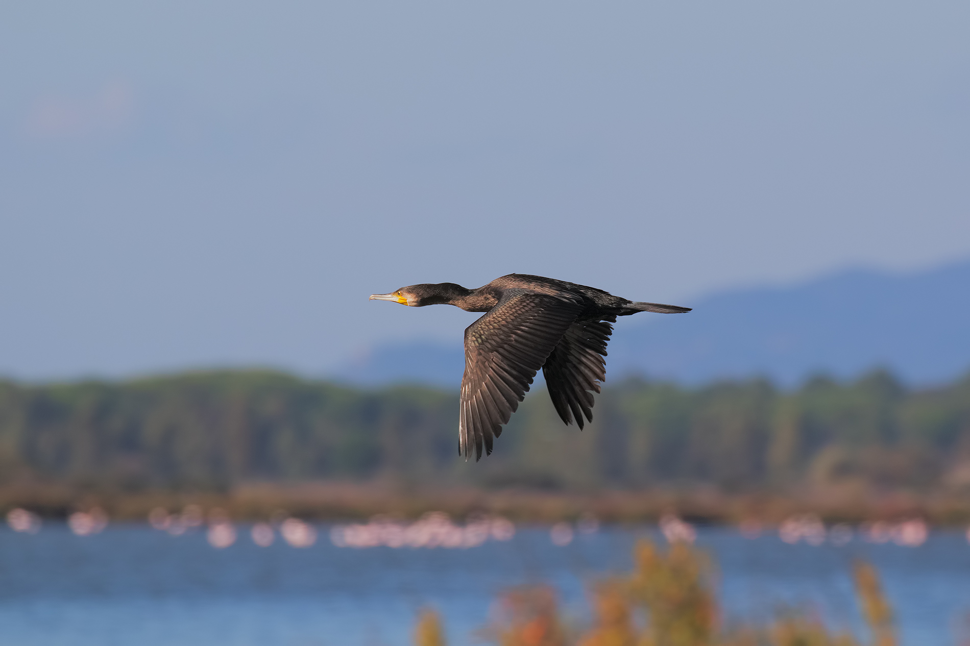 Cormorant Towards the Light