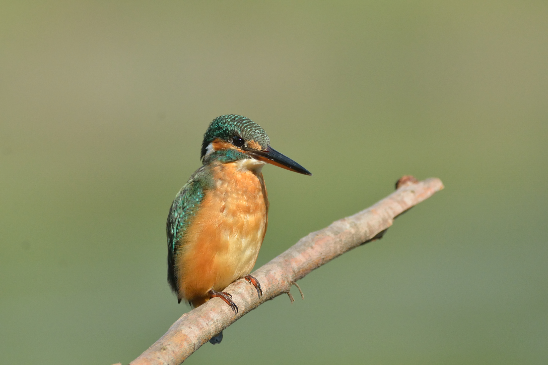Kingfisher f.