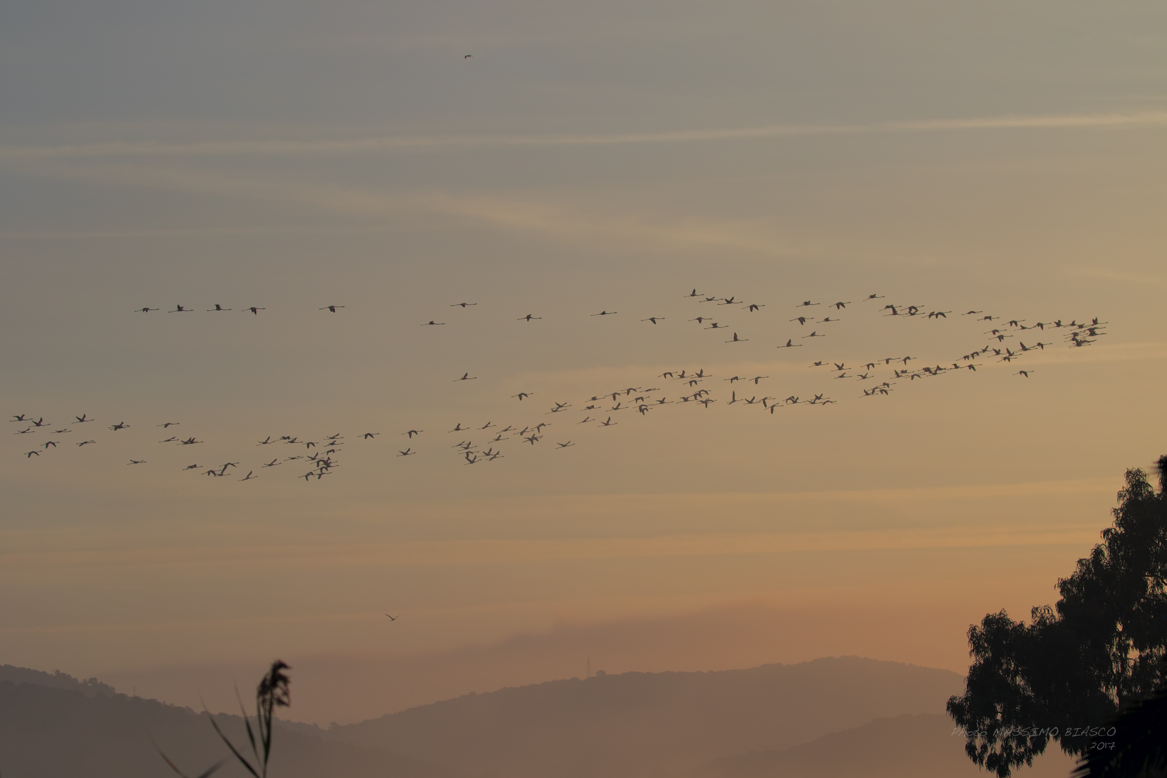Arrival of Flamingos at dawn
